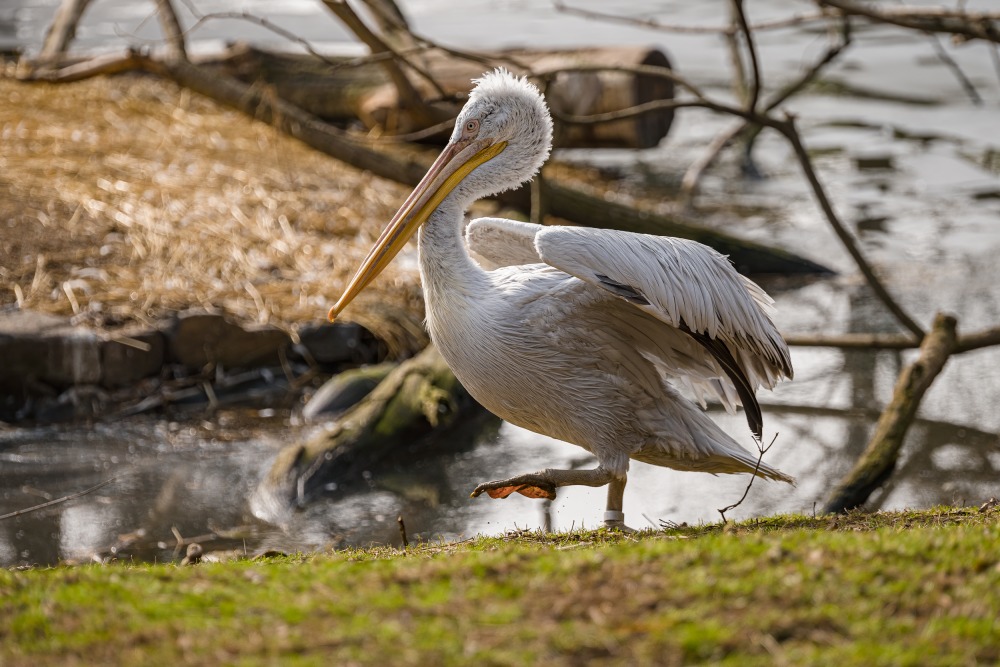Pelikán kadeřavý je největším druhem pelikána. Má našedlé peří a typickou chocholku na temeni hlavy. Foto: Petr Hamerník, Zoo Praha 