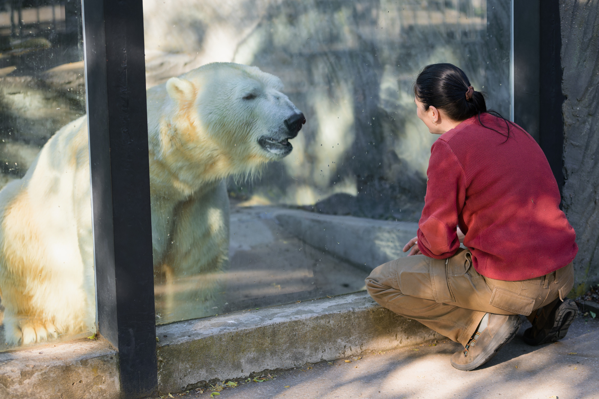Chovatelka Denisa Zběhlíková se po příjezdu medvědích bratrů seznamu s Gregorem. Foto: Petr Hamerník, Zoo Praha.