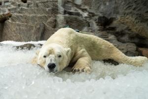 Ledové osvěžení u ledních medvědů v Zoo Praha. Foto: Oliver Le Que 