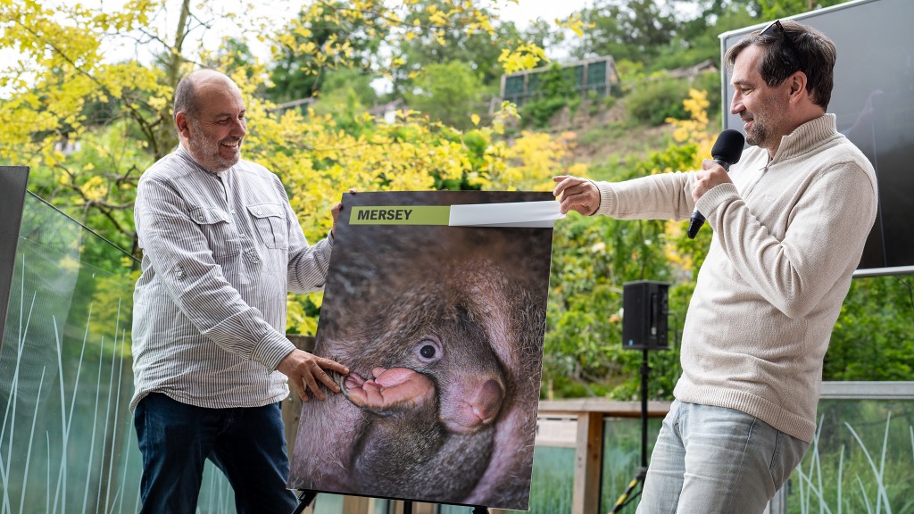 Pohlaví i jméno prvního českého mláděte vombata společně odhalili ředitel Zoo Praha Miroslav Bobek a patron pražských vombatů herec Ondřej Sokol. Foto: Oliver Le Que, Zoo Praha