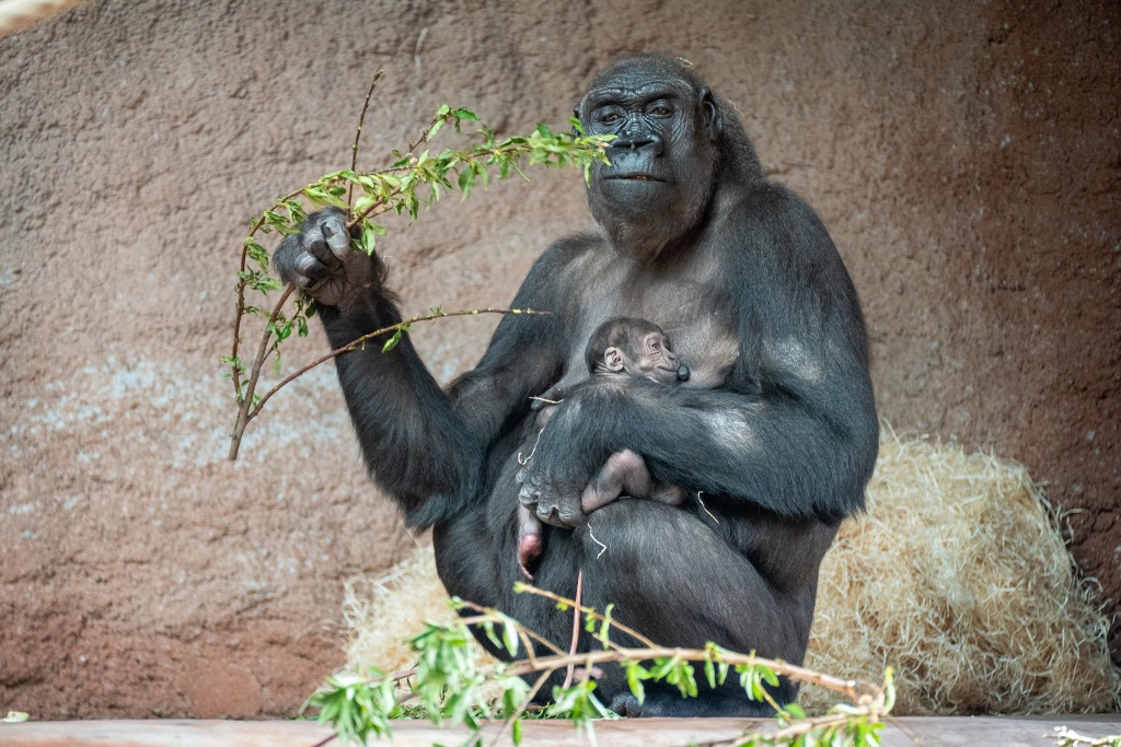 Kijivu si krátce před devátou ranní už pochutnávala na větvích, které tvoří základ krmné dávky goril nížinných. Foto: Oliver Le Que, Zoo Praha