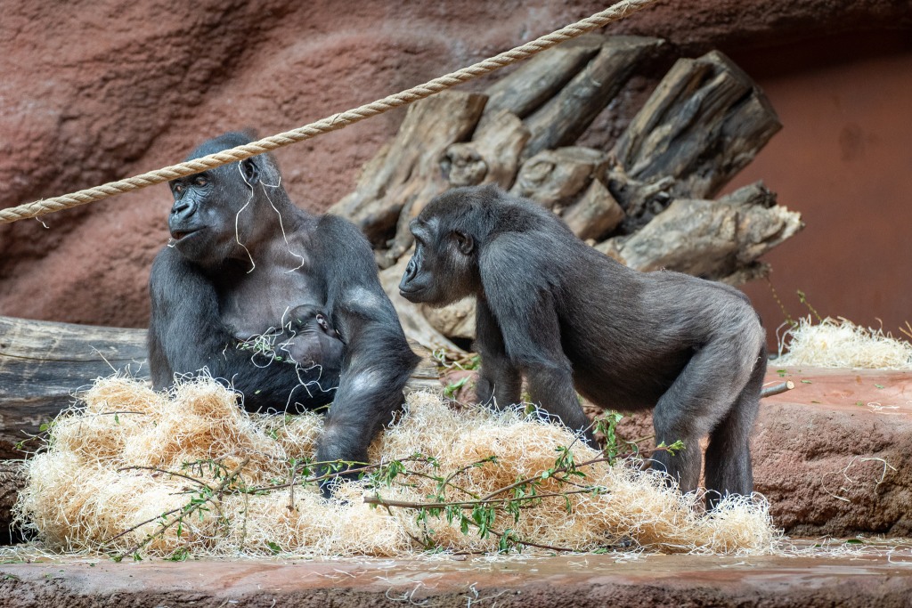 Na nový přírůstek do rodiny se přišel podívat bezmála osmiletý sameček Ajabu. Foto: Petr Hamerník, Zoo Praha