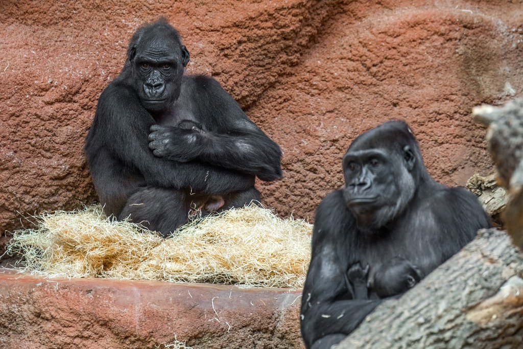 Gorilí samice Kijivu (vzadu) a Duni (v popředí) se svými mláďaty. Foto: Miroslav Bobek, Zoo Praha