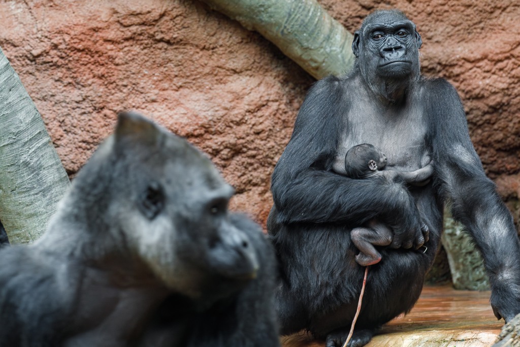 Novorozené mládě na snímku s matkou Kijivu a otcem Kisumem. Foto: Miroslav Bobek, Zoo Praha