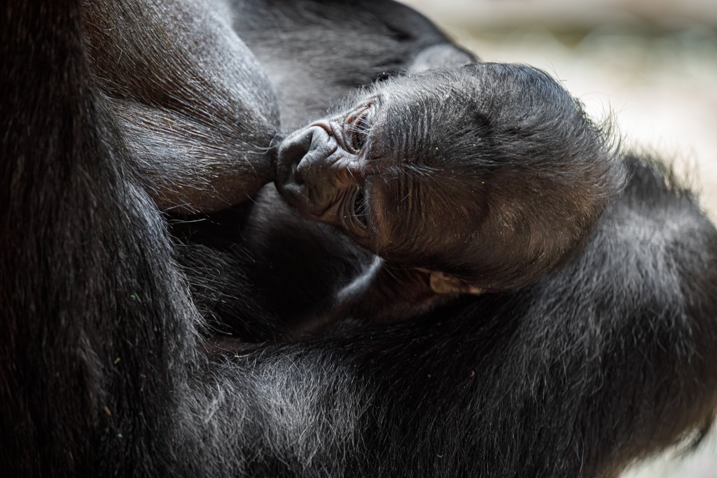 Krátce po porodu začalo novorozené mládě sát mateřské mléko. Foto: Miroslav Bobek, Zoo Praha