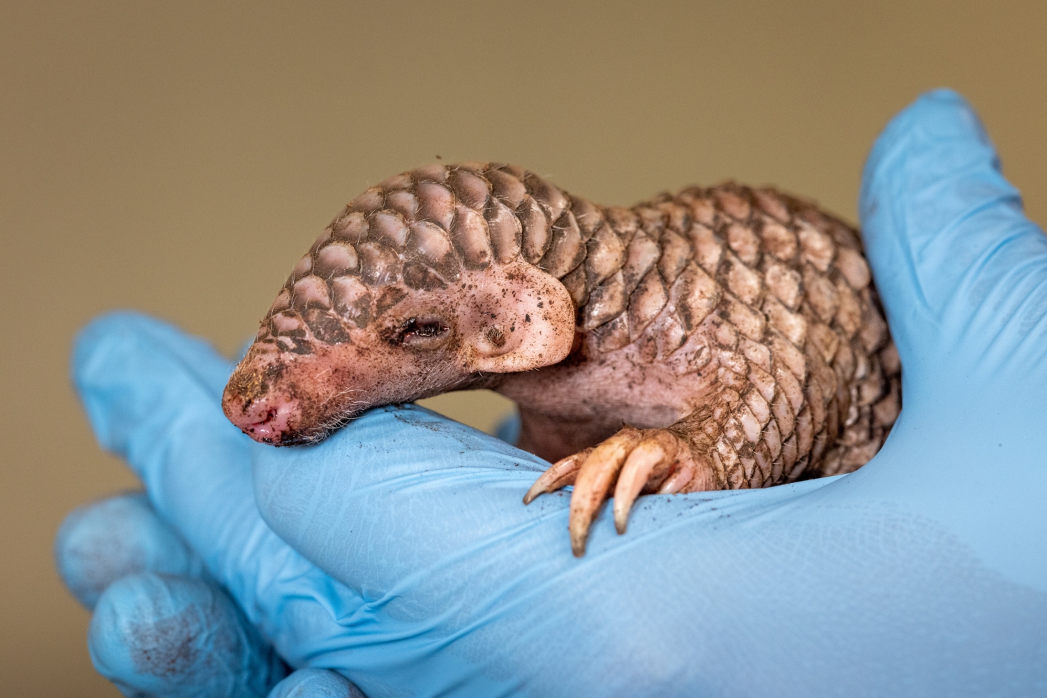 The first picture of the new baby Chinese pangolin, born in Prague Zoo on July 1st. Photo Miroslav Bobek, Prague Zoo