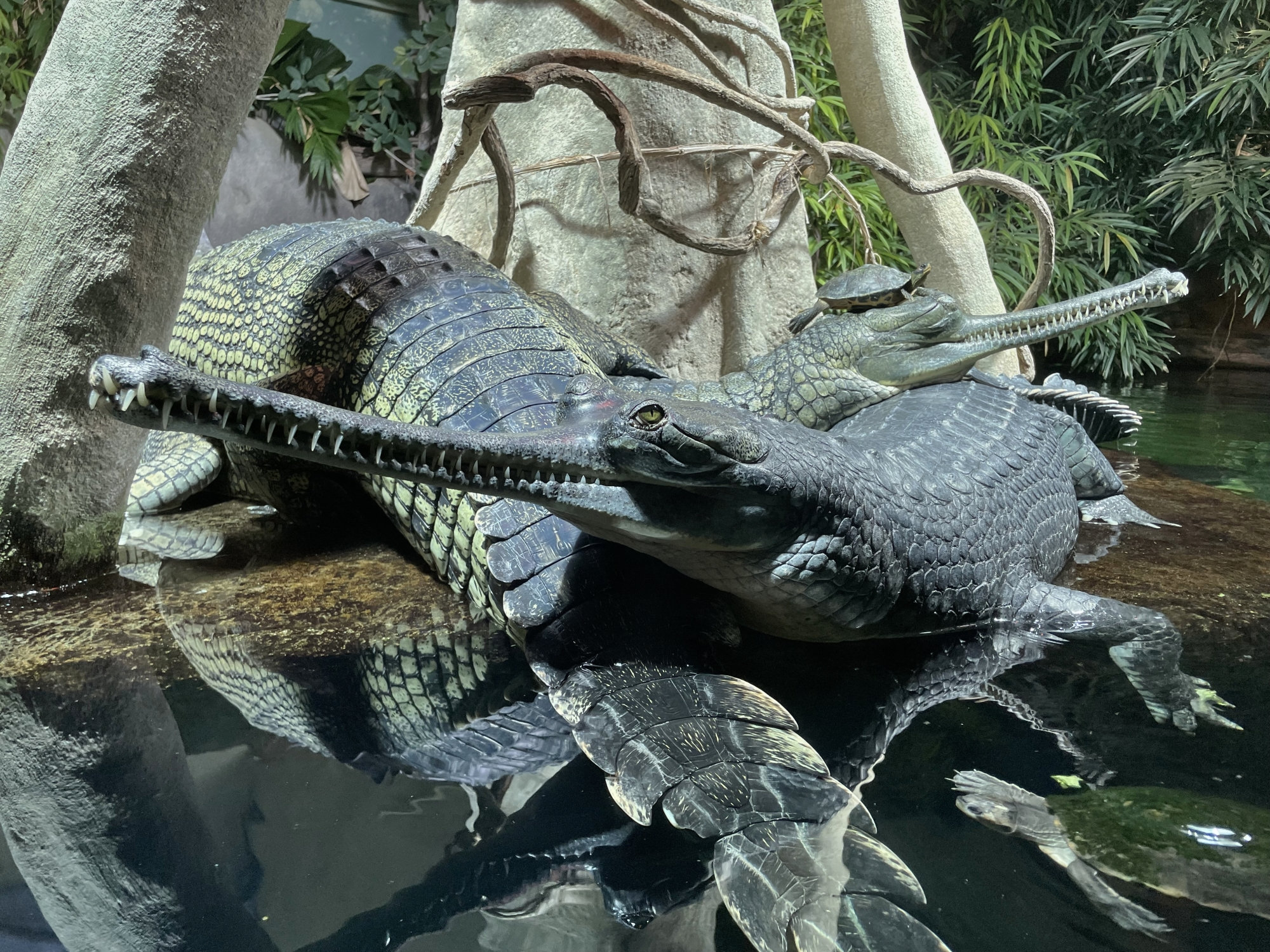 Na komentované setkání zaměrené na matky v přírodě se můžete těšit také u gaviálů indických. Foto: Petr Hamerník, Zoo Praha