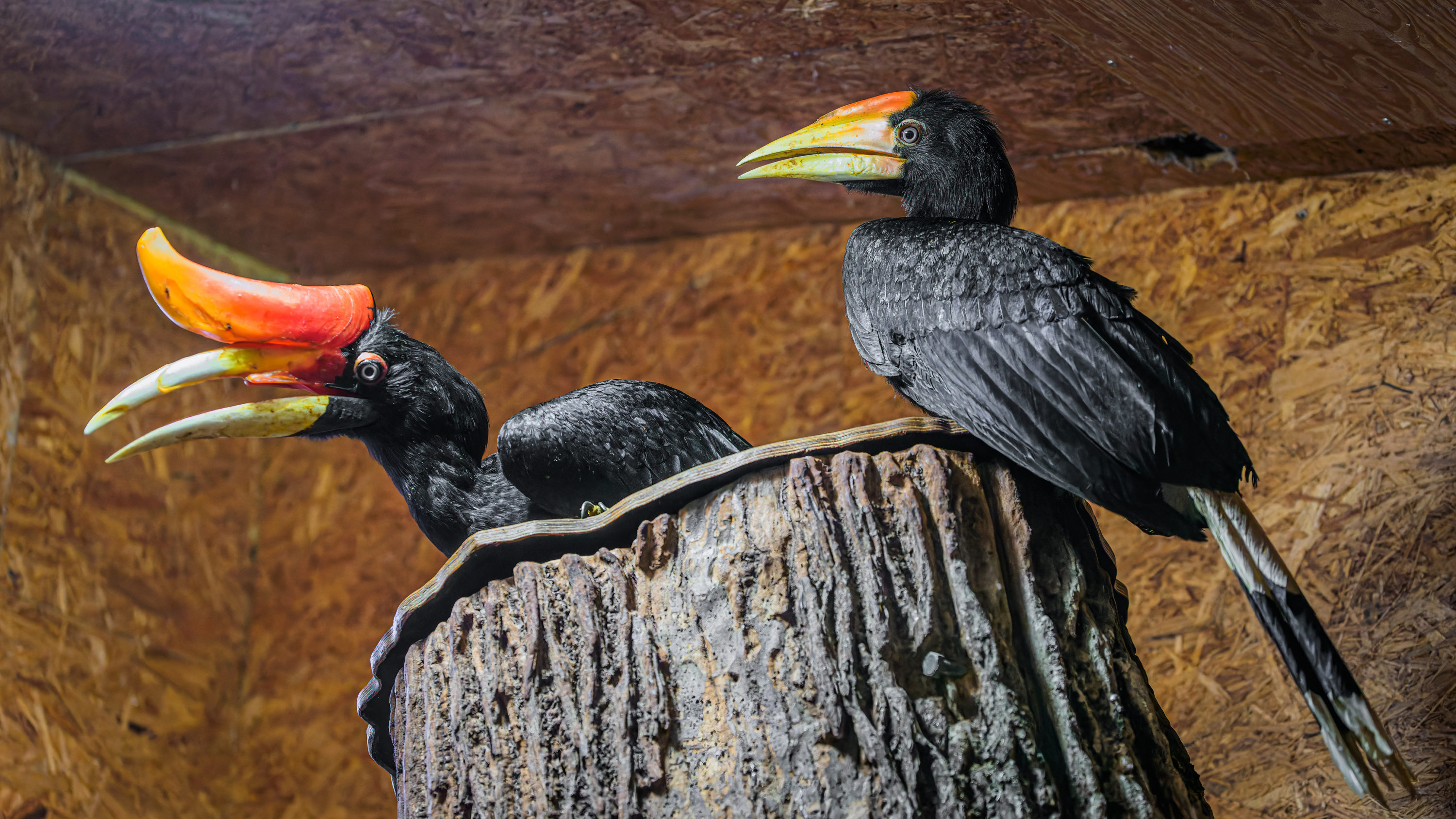 The female hornbill Sharjah and her first Prague chick (right). The parents are very protective during nesting and while caring for their offspring. Photo: Petr Hamerník, Prague Zoo