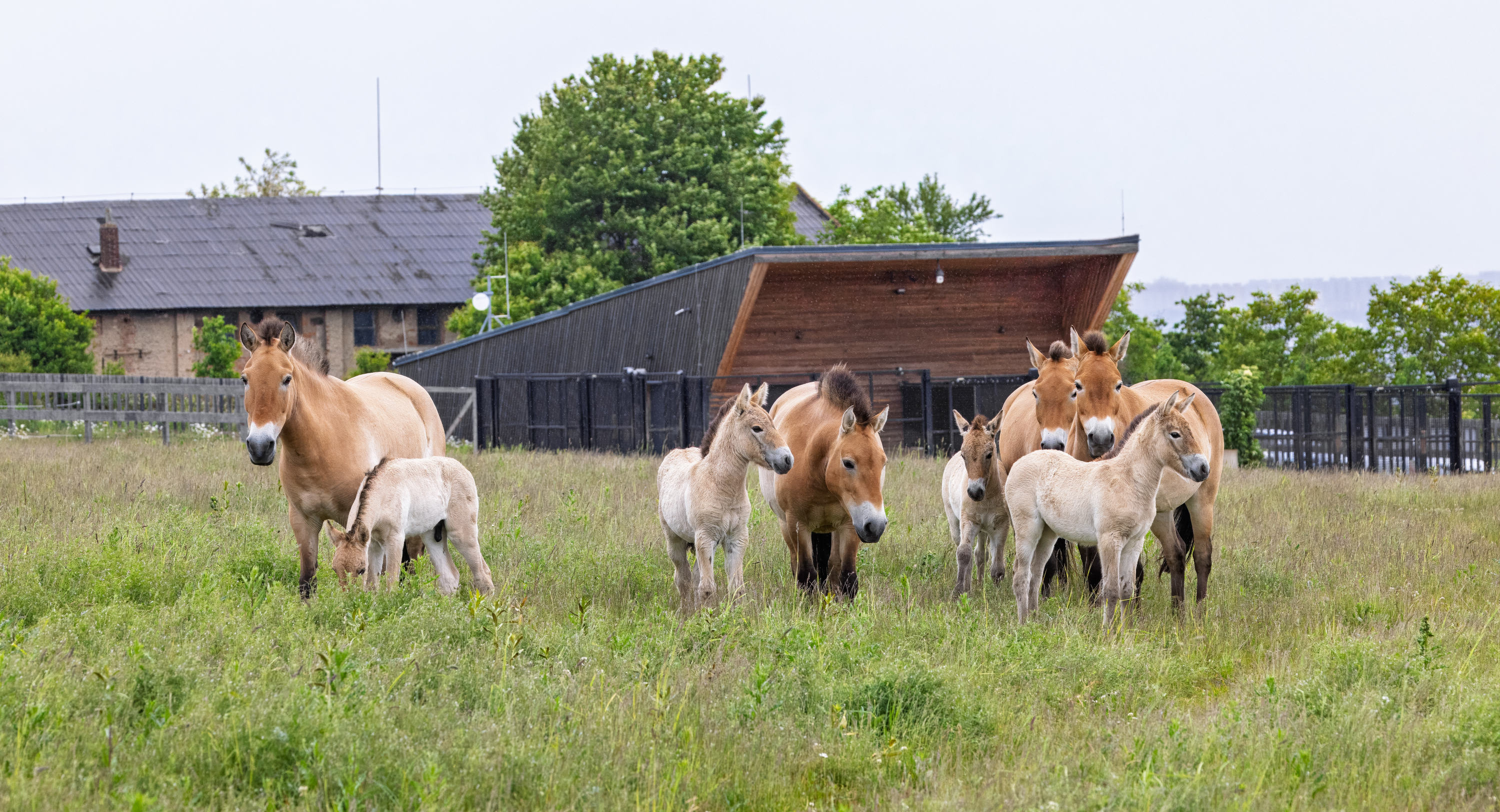 Stádo koní Převalského s hříbaty na Dívčích hradech. Foto: Miroslav Bobek, Zoo Praha