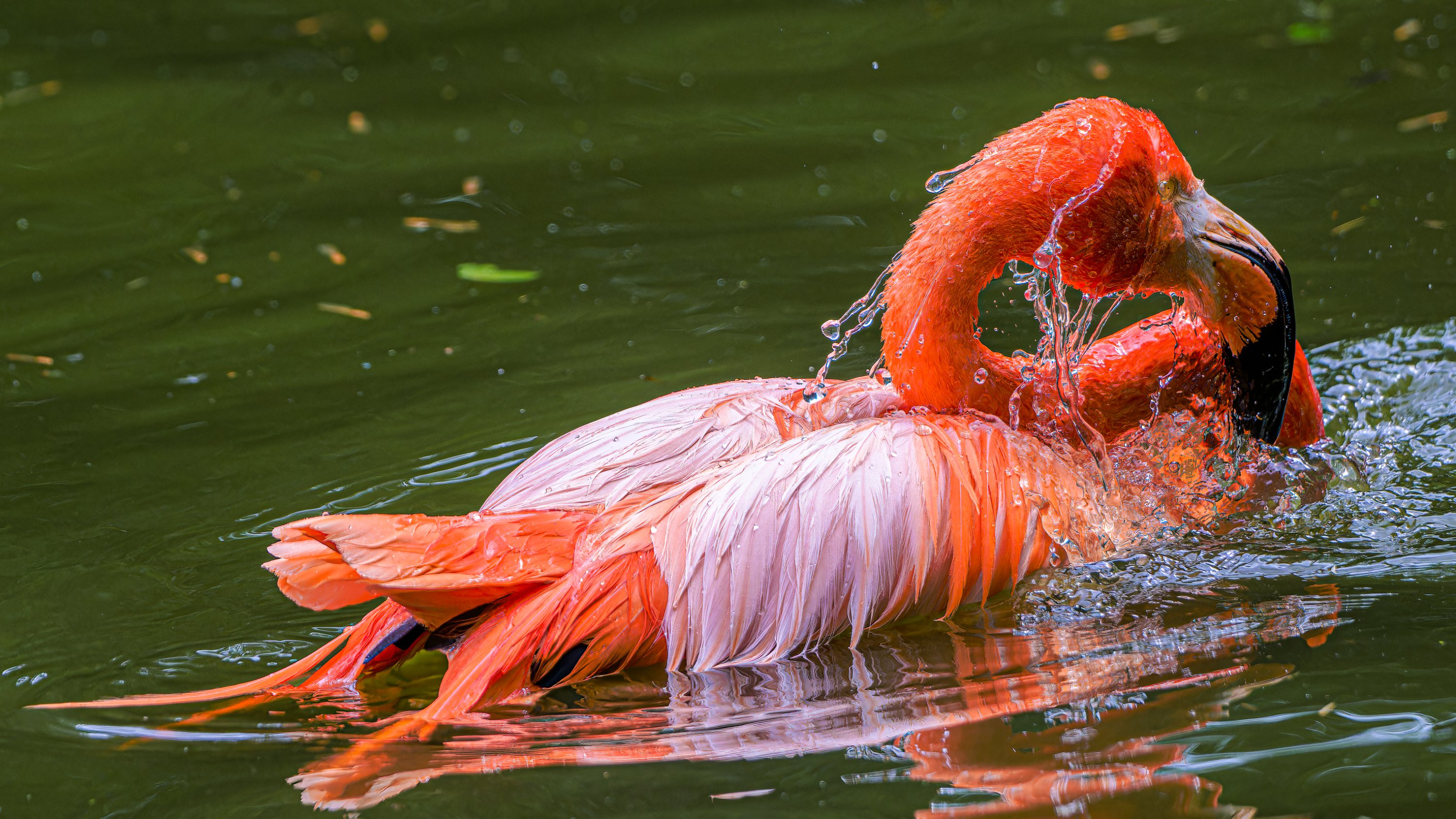 Plameňák kubánský je jedním ze tří druhů plameňáků chovaných v expozičním celku Vodní svět a opičí ostrovy. Foto: Petr Hamerník, Zoo Praha