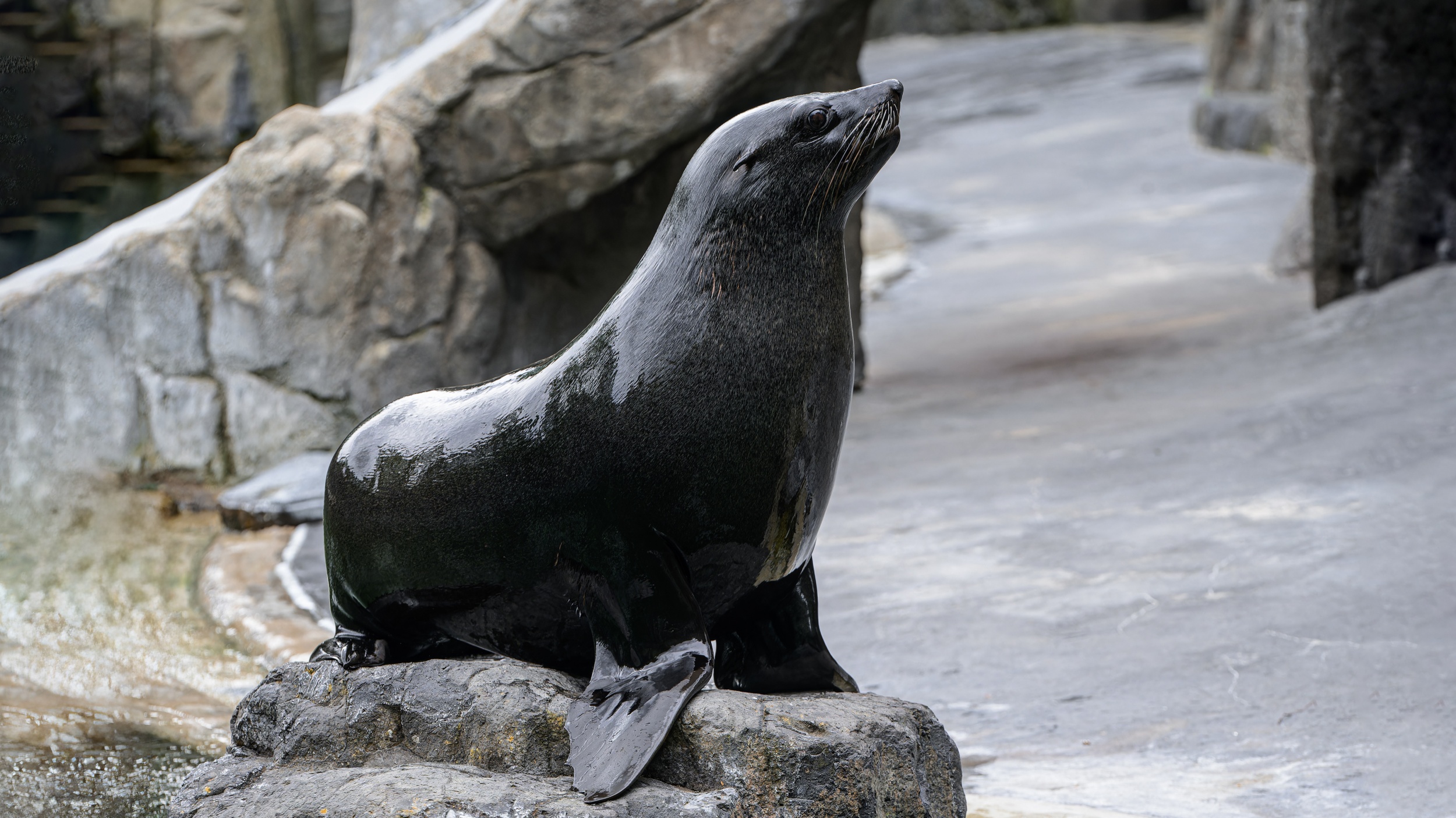 Samec lachtana jihoafrického Eda. Foto: Petr Hamerník, Zoo Praha