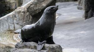 Samec lachtana jihoafrického Eda. Foto: Petr Hamerník, Zoo Praha