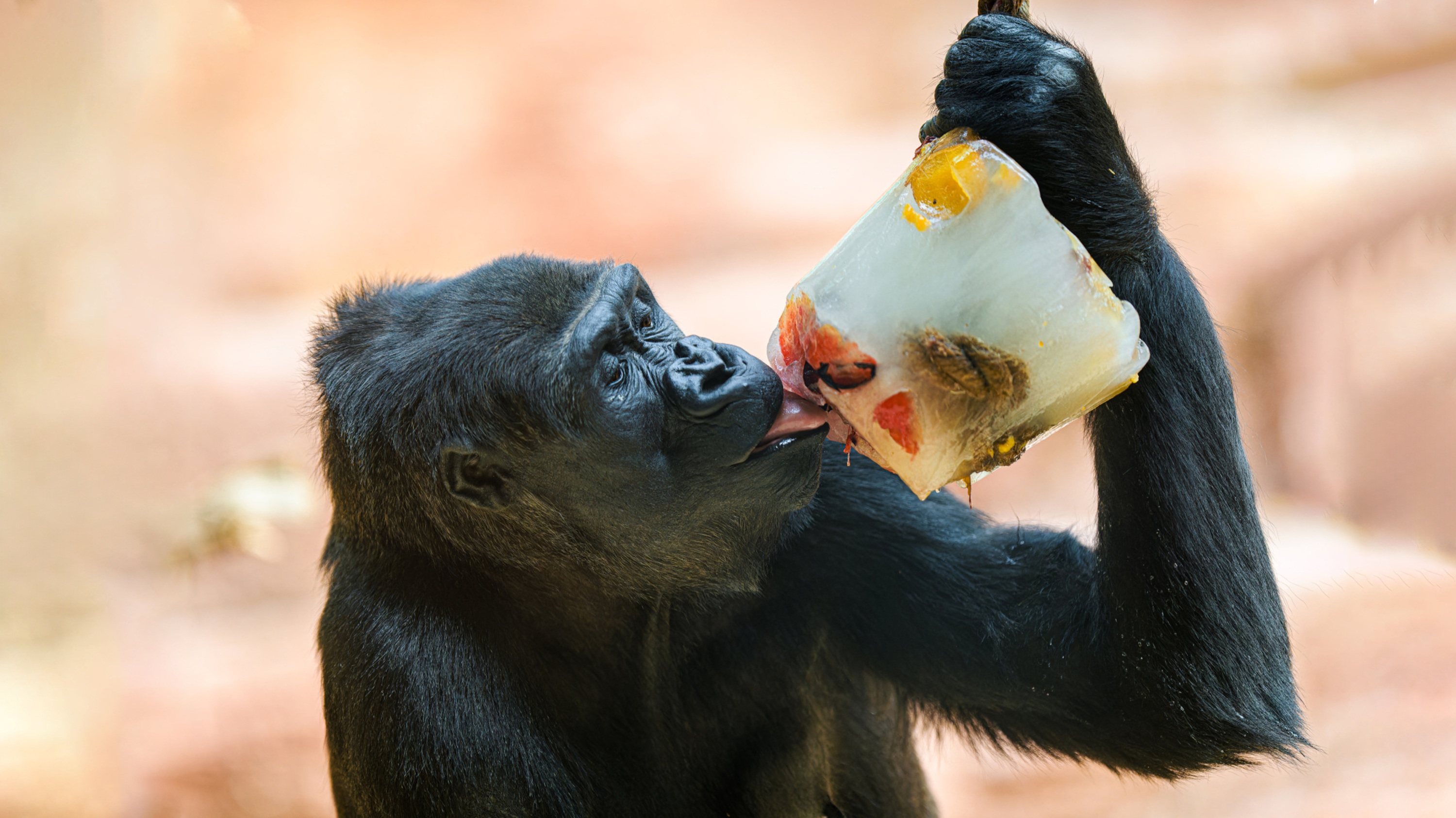 Na zamraženém ovoci si postupně pochutnali všichni členové gorilí tlupy. Na fotografii je zachycena gorila nížinná Duni, dcera slavné Moji. Foto: Petr Hamerník, Zoo Praha
