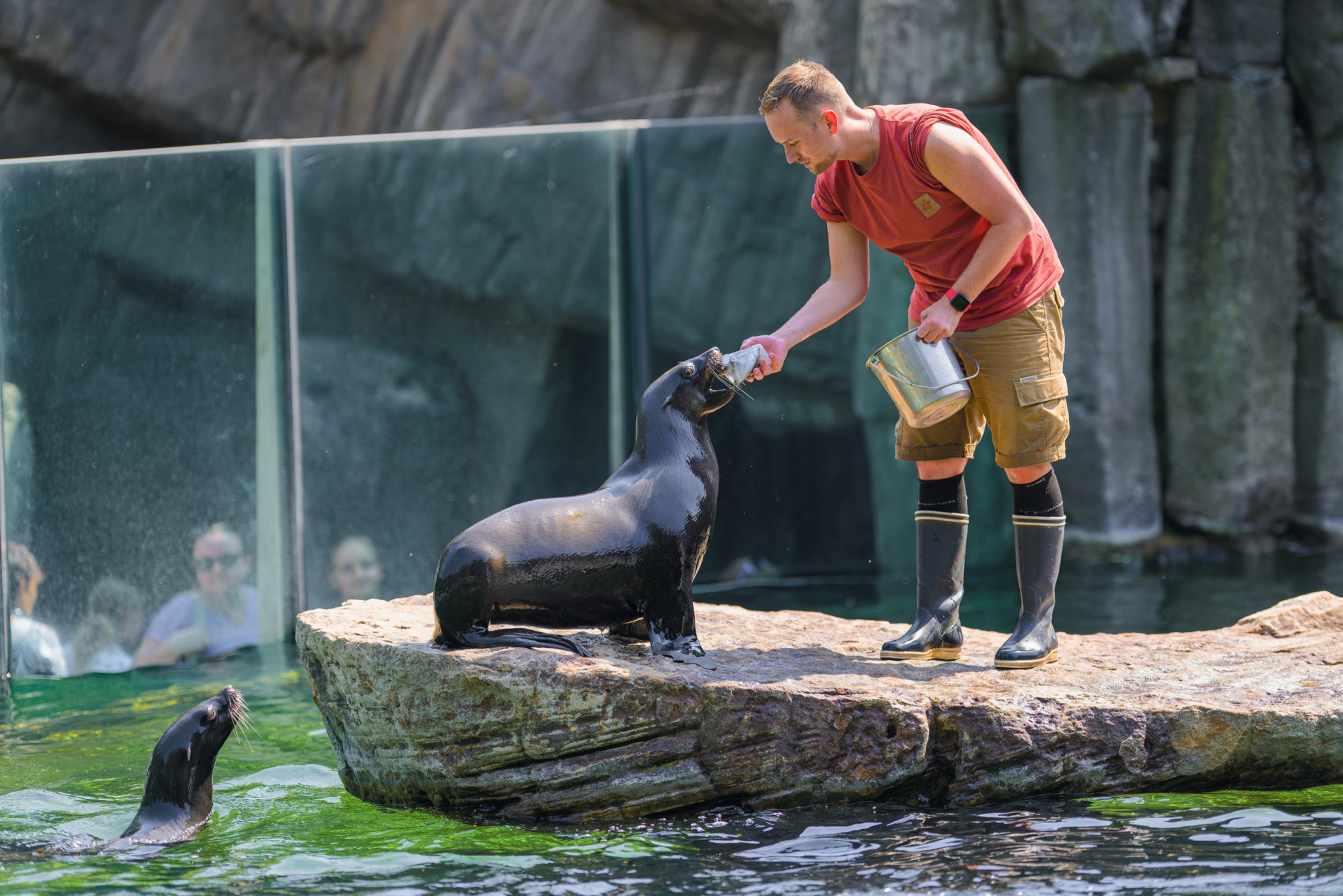 Lachtani jihoafričtí dostali mražené sledě po svém pravidelném veterinárním tréninku. Foto: Petr Hamerník, Zoo Praha
