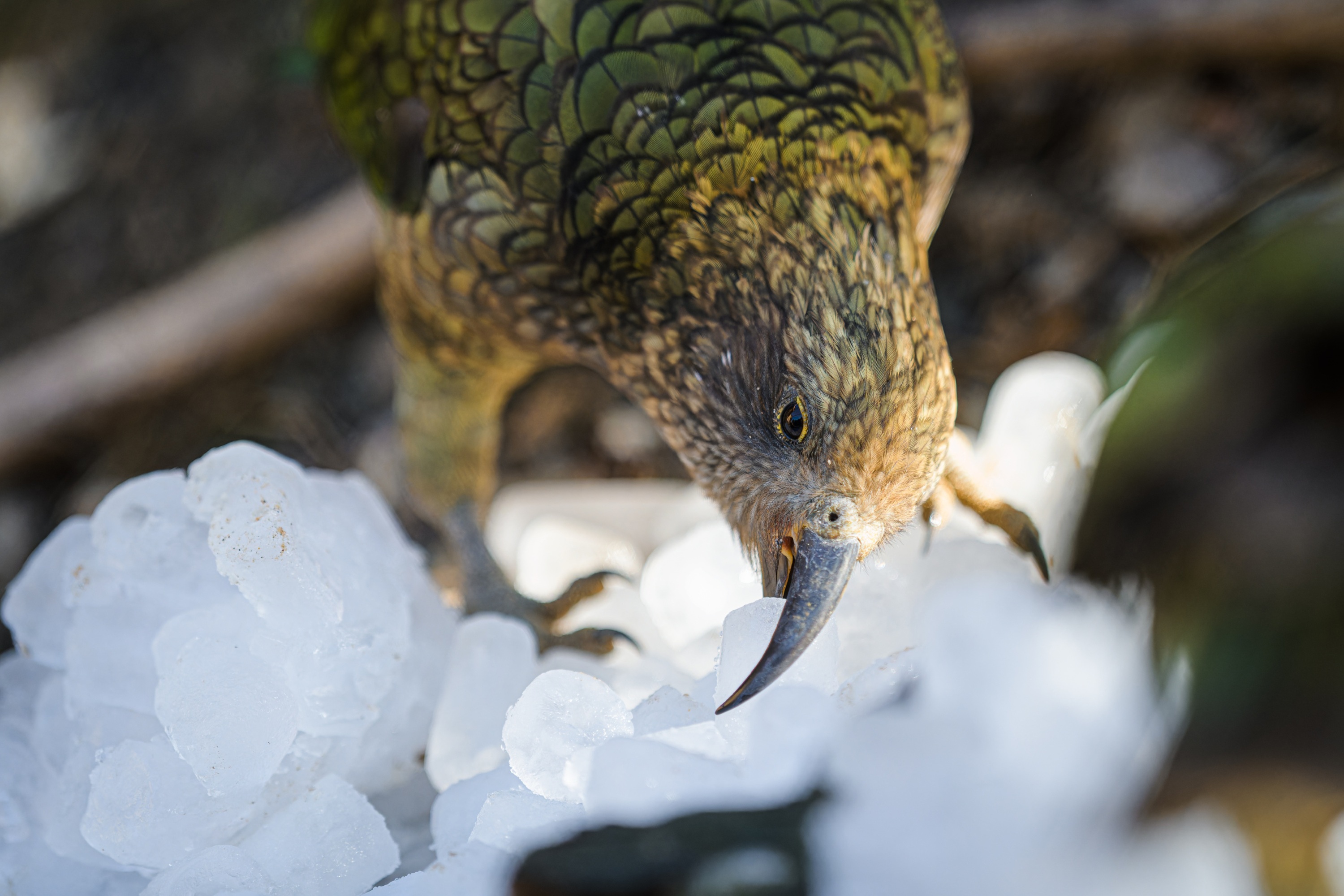 Vysokohorští papoušci nestoři kea z Nového Zélandu vždy nadšeně přeskupují jednotlivé kostky ledu. Foto: Petr Hamerník, Zoo Praha