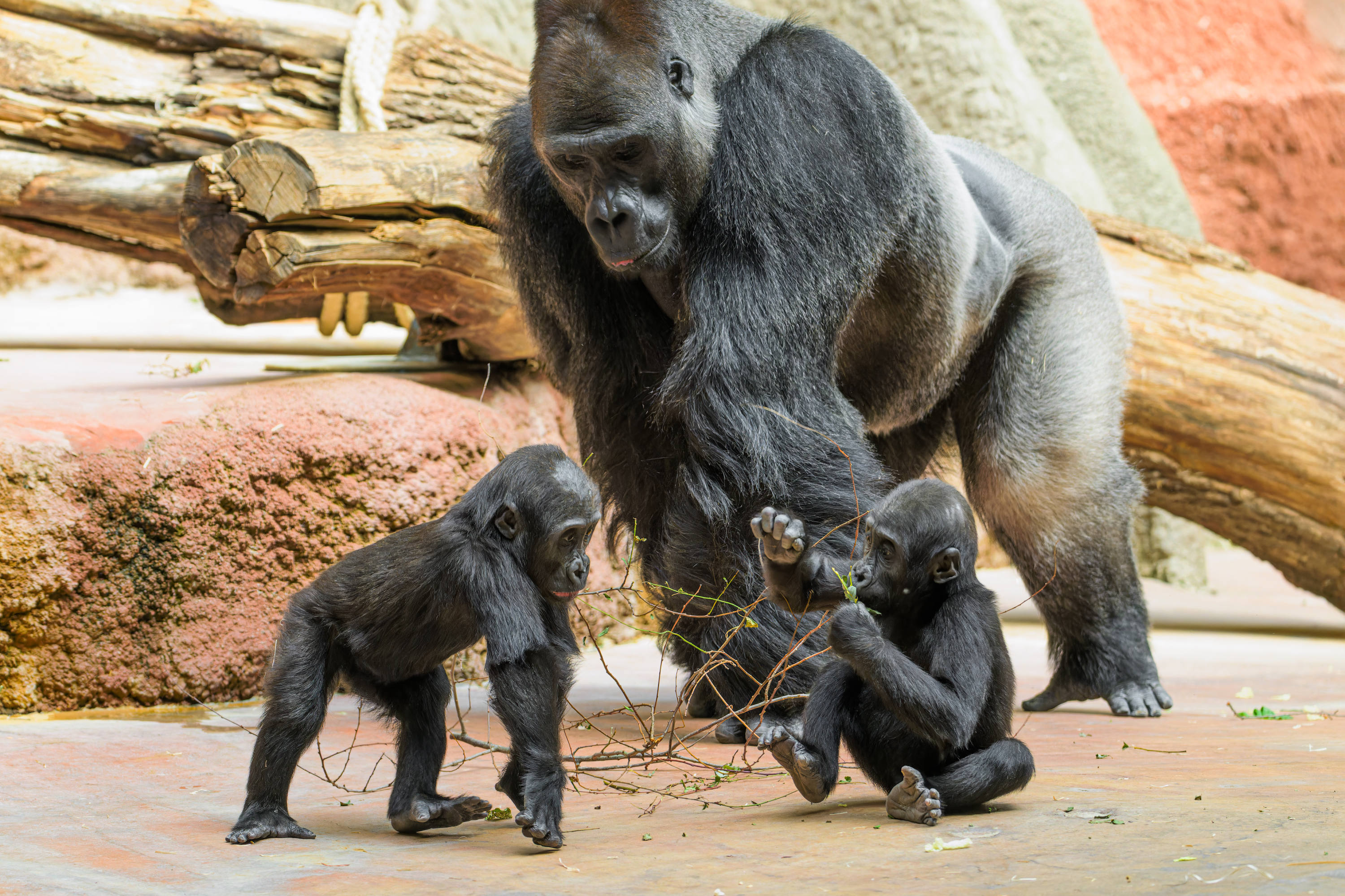 Samec gorily nížinné Kisumu se svými dcerami Mobi a Gaiou. Foto: Petr Hamerník, Zoo Praha