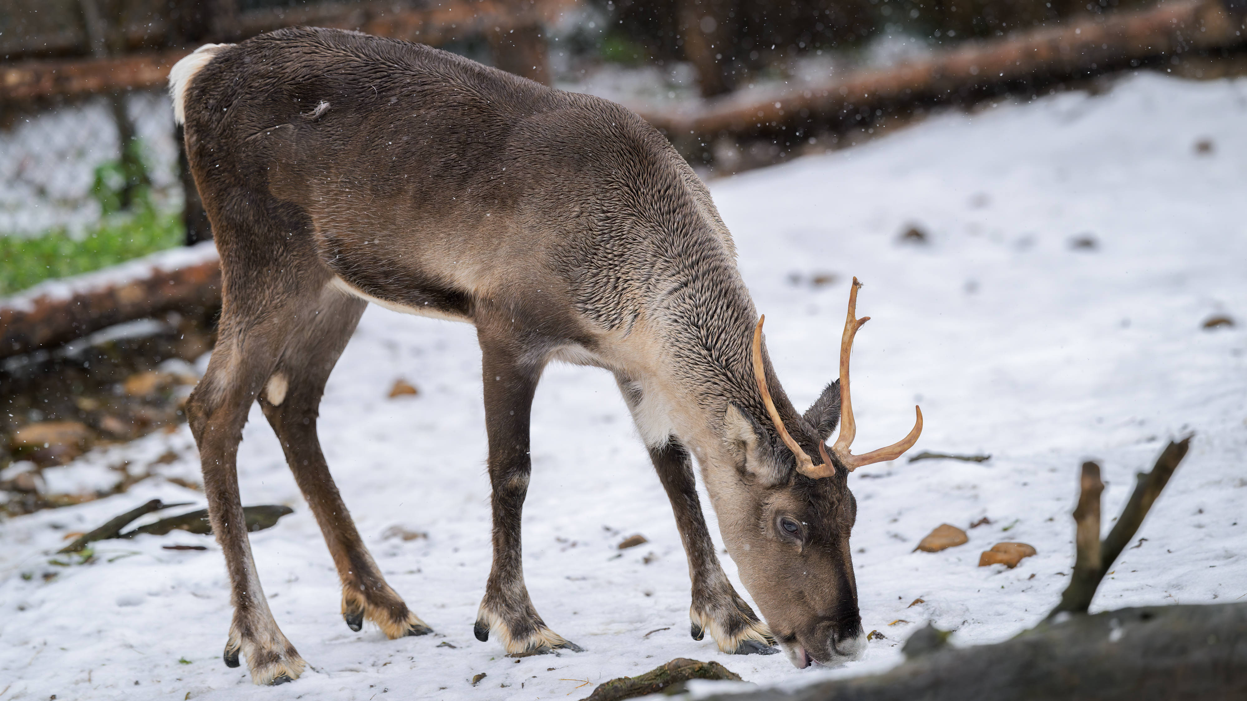 Sob karelský. Foto Petr Hamerník, Zoo Praha