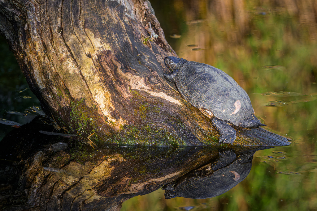 Želvy bahenní – jediný původní český druh želvy – vylezly z bahna a sluní se v expozici vedle pavilonu Čambal. Většinou tito plazi ukončí hibernaci okolo 8. března, zhruba na Mezinárodní den žen. MDŽ proto v Zoo Praha s nadsázkou překřtíváme na Mezinárodní den želv. Foto: Petr Hamerník, Zoo Praha