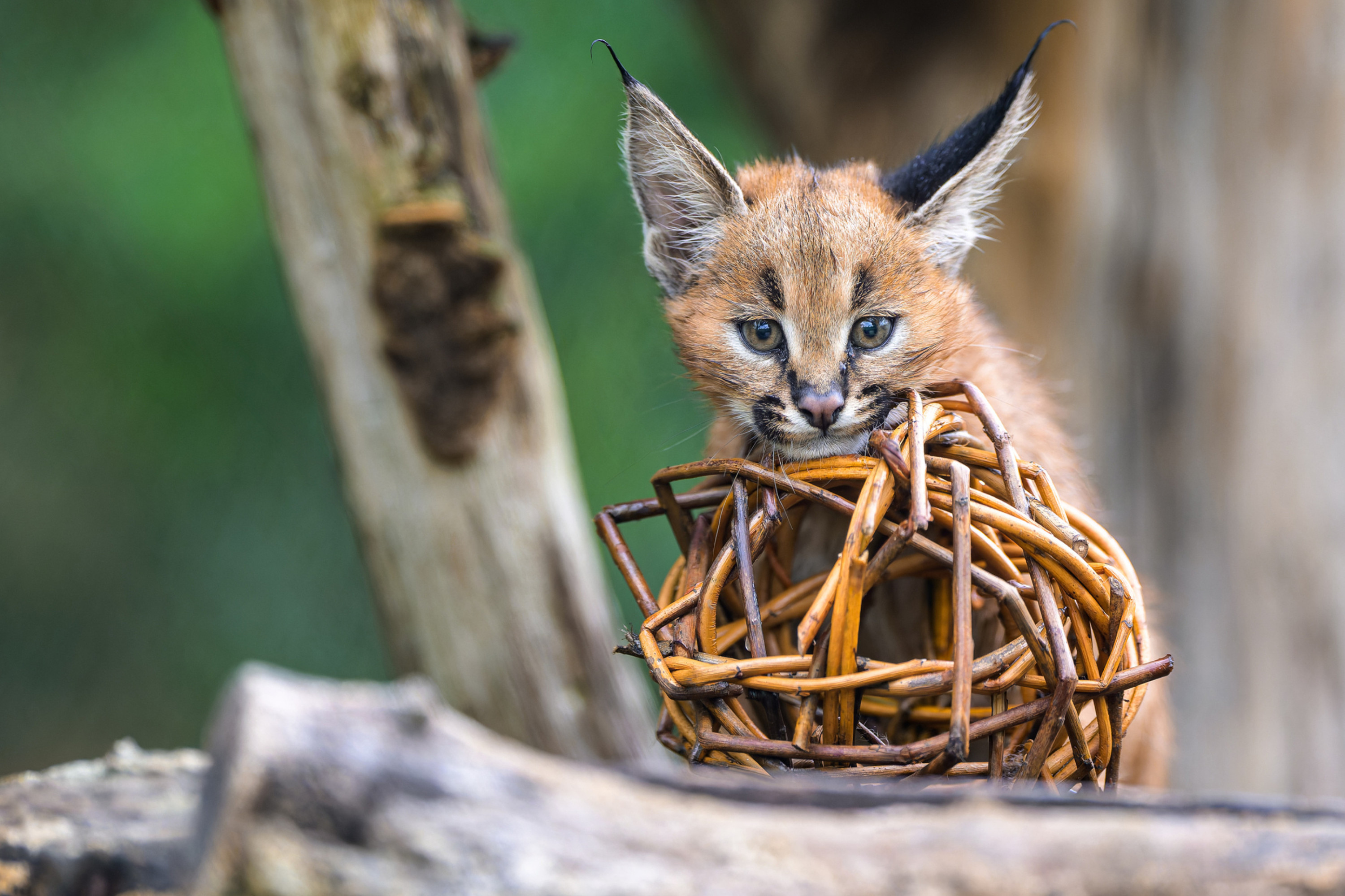 The kittens are provided with various forms of enrichment by the keepers, but they also happily play with fallen leaves or bark—in short, with anything that moves. Photo: Petr Hamerník, Prague Zoo