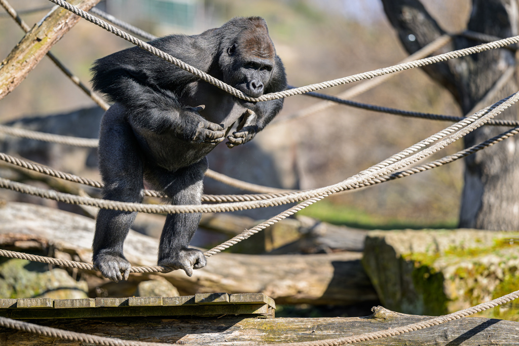 Slunečné počasí si užívají také gorily nížinné v Centru Méfou. Na snímku je třináctiletý samec Nuru, který miluje lana, ať už na nich visí, přeskakuje je nebo se do nich zakusuje. Foto: Petr Hamerník, Zoo Praha