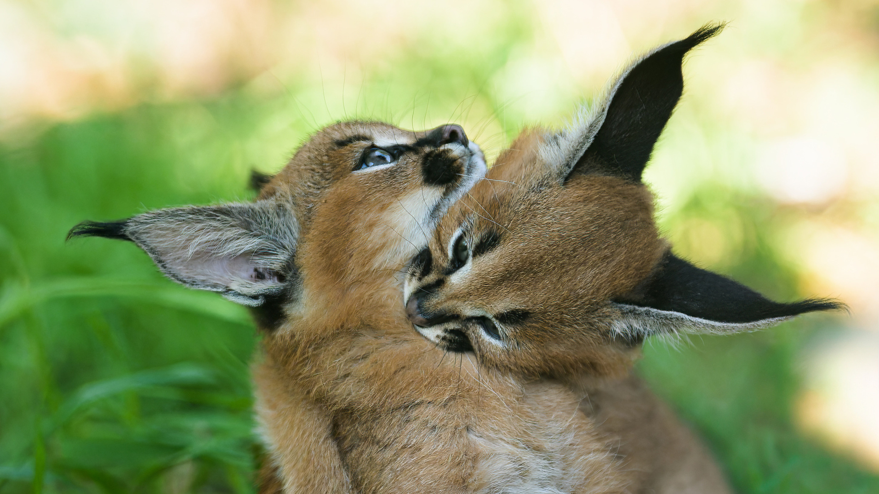Biting is a common part of play behaviour in caracal kittens. Photo: Petr Hamerník, Prague Zoo