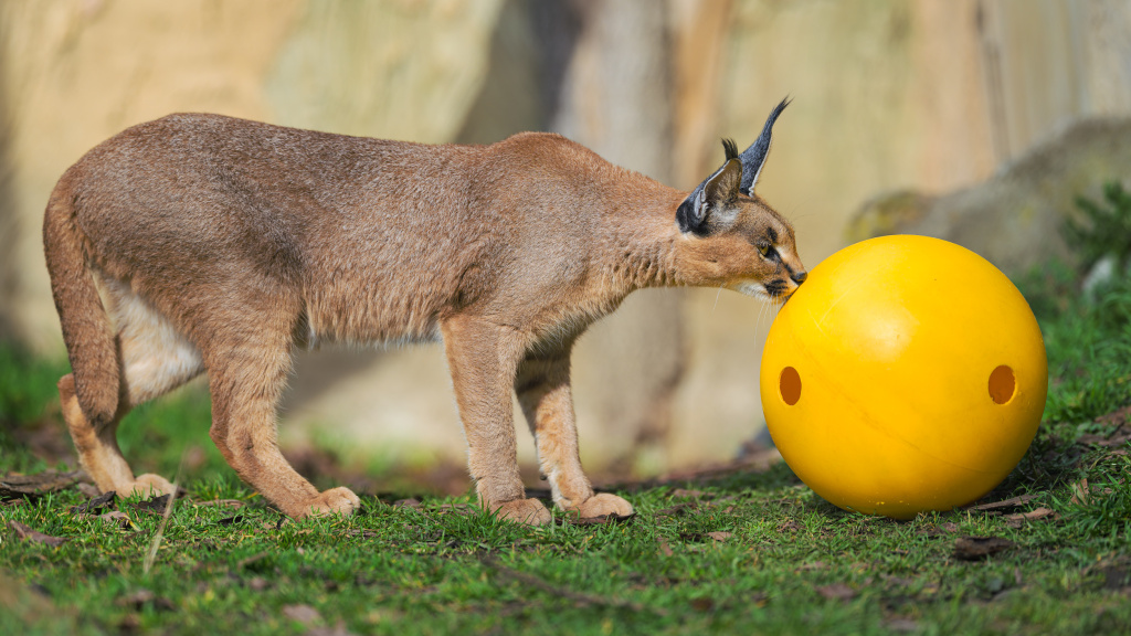 Karakalové jsou v Zoo Praha k vidění od února po sedmileté přestávce. I pro ně chystají chovatelé zábavu v podobě enrichmentu. Foto: Petr Hamerník, Zoo Praha