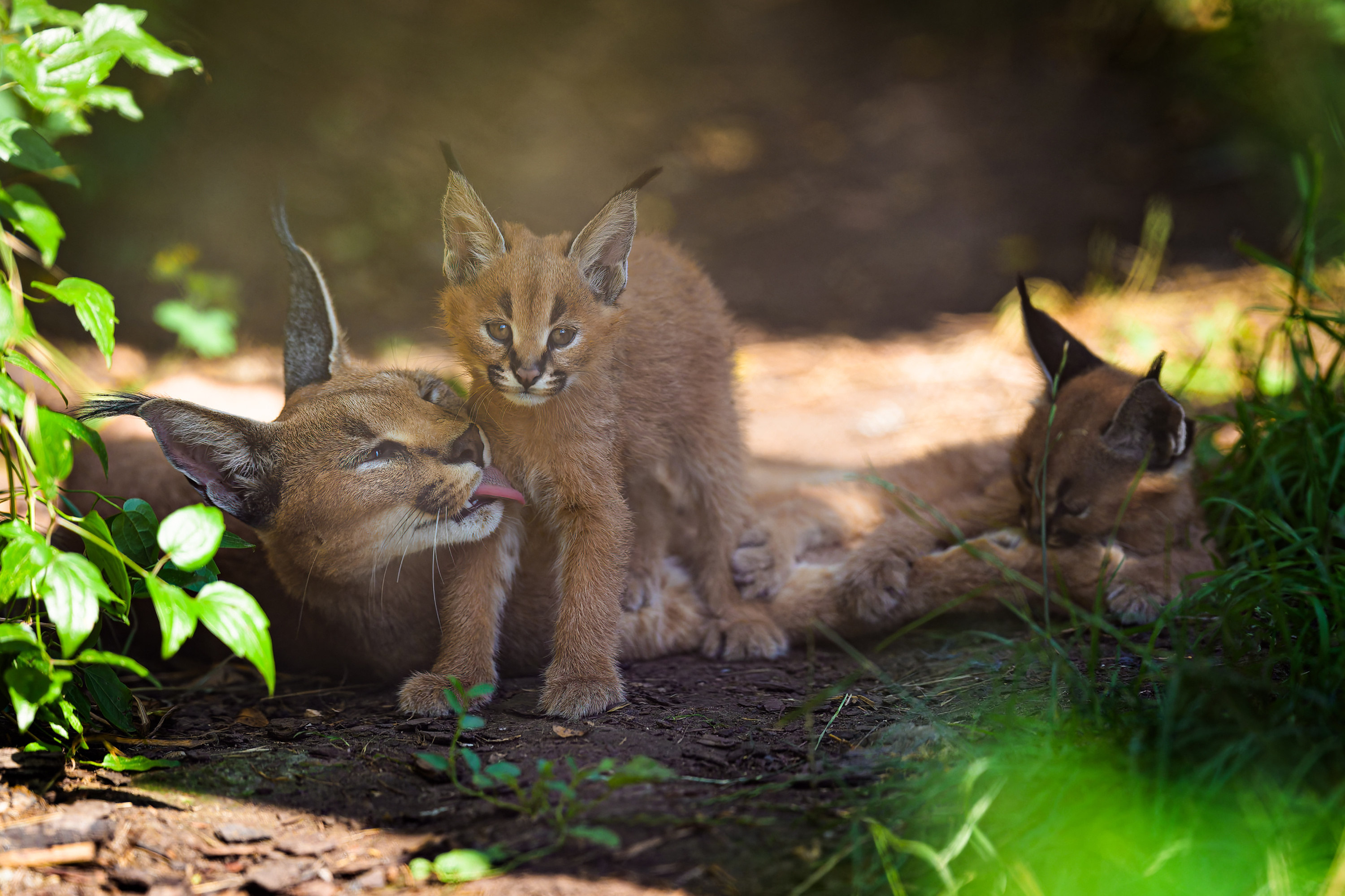 Driven by maternal instinct, the female has, since giving birth, been eating and defecating as far away from her offspring as possible, and she also consumes their faeces. In the wild, such measures are important in preventing detection by predators. Photo: Petr Hamerník, Prague Zoo