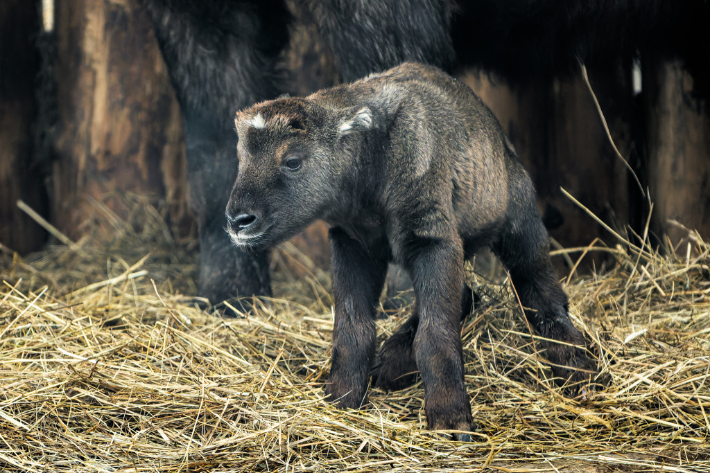 Sameček takina indického se narodil 4. března. Je to první potomek nezkušené samice, která se o něj však stará přímo bravurně. Pokud vše půjde dobře, nebude posledním letošním přírůstkem ve stádě. Foto: Petr Hamerník, Zoo Praha