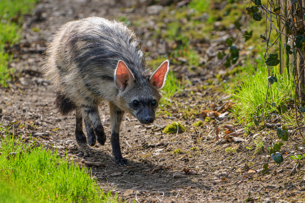 Hyenka hřivnatá byla v Zoo Praha krátce chována v letech 1958 až 1959. Nyní naleznou lidé dvojici těchto fascinujících šelem ve výběhu v horní části zoo mezi vlky eurasijskými a hyenami čabrakovými. Foto: Petr Hamerník, Zoo Praha