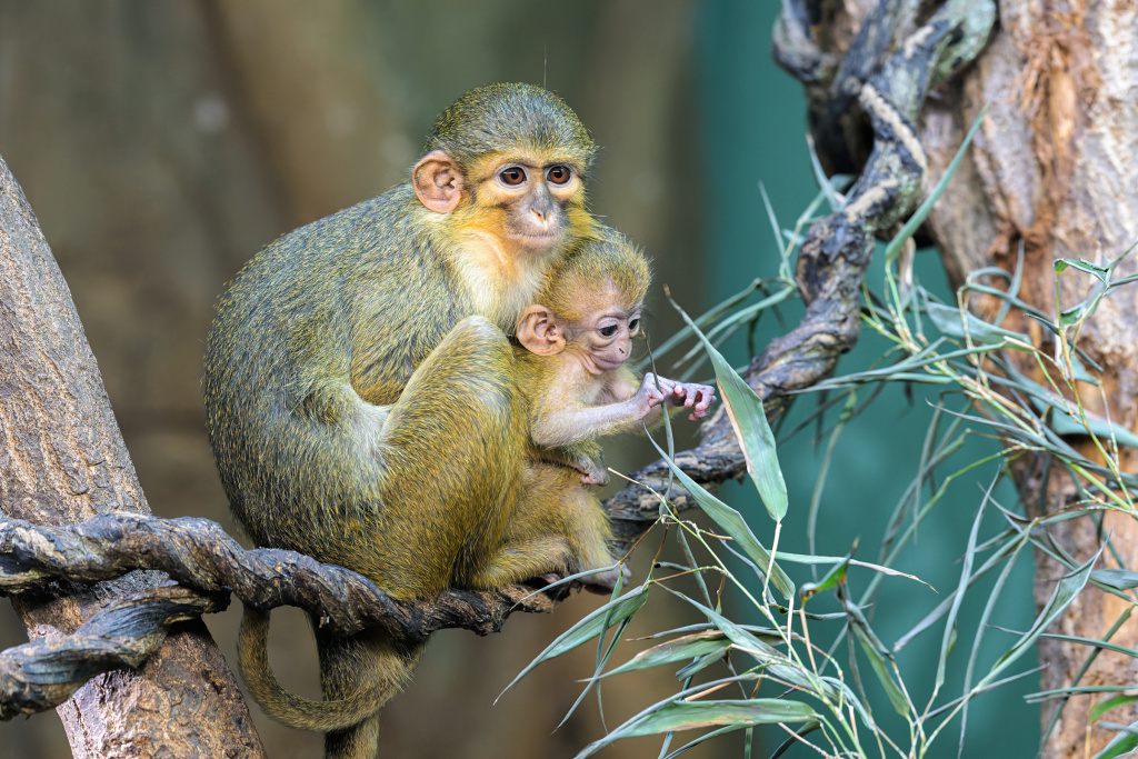 Mláďata se rodí i v pavilonech aneb v Rezervaci Dja je dvojka šťastným číslem. Dvě mláďata goril, dvě mláďata gueréz a nyní také dvě mláďata nejmenších denních primátů Afriky, talapoinů severních. Foto: Petr Hamerník, Zoo Praha