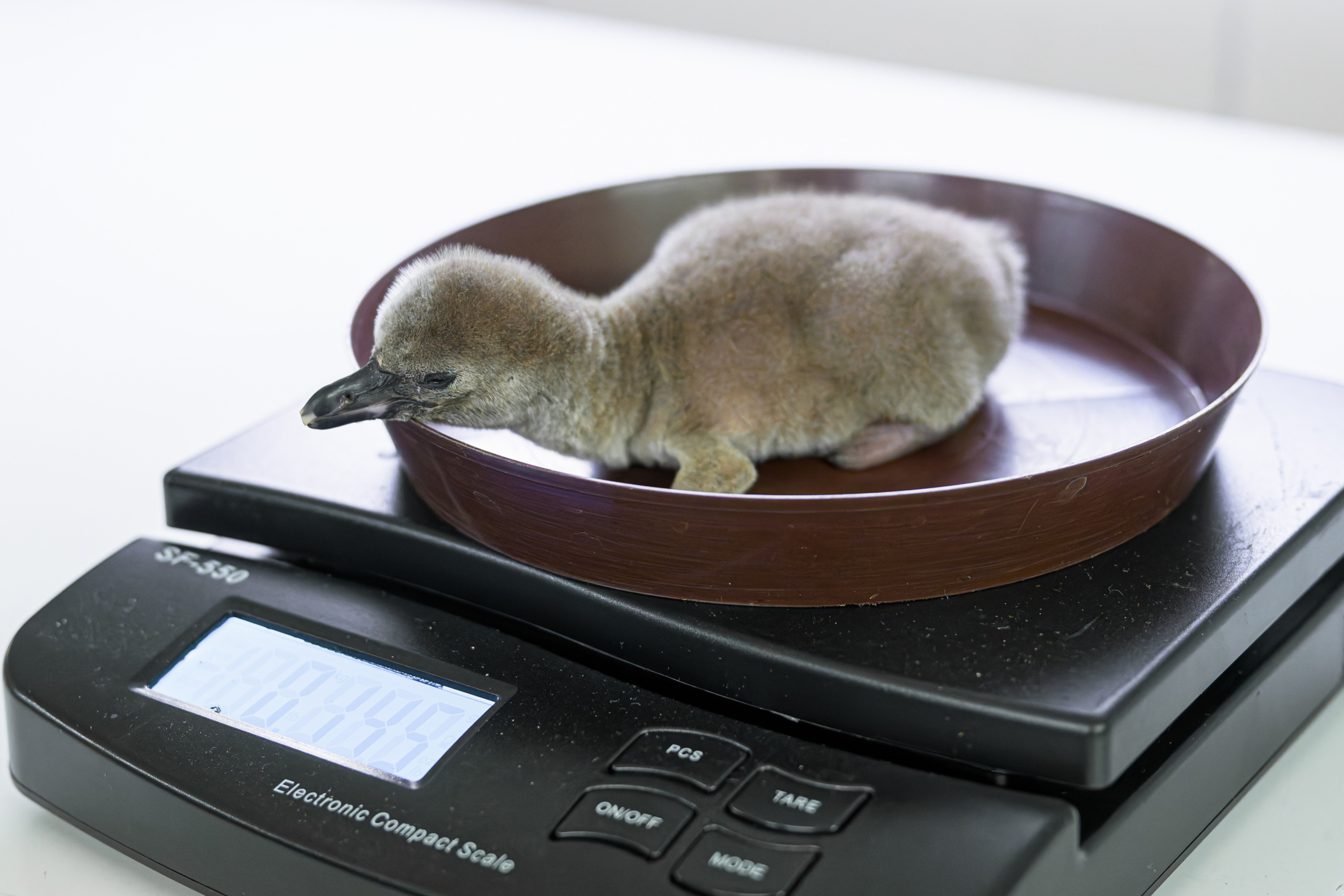 Prague Zoo’s little Humboldt penguin is currently gaining around 30-35 grams per day. Photo: Petr Hamerník, Prague Zoo