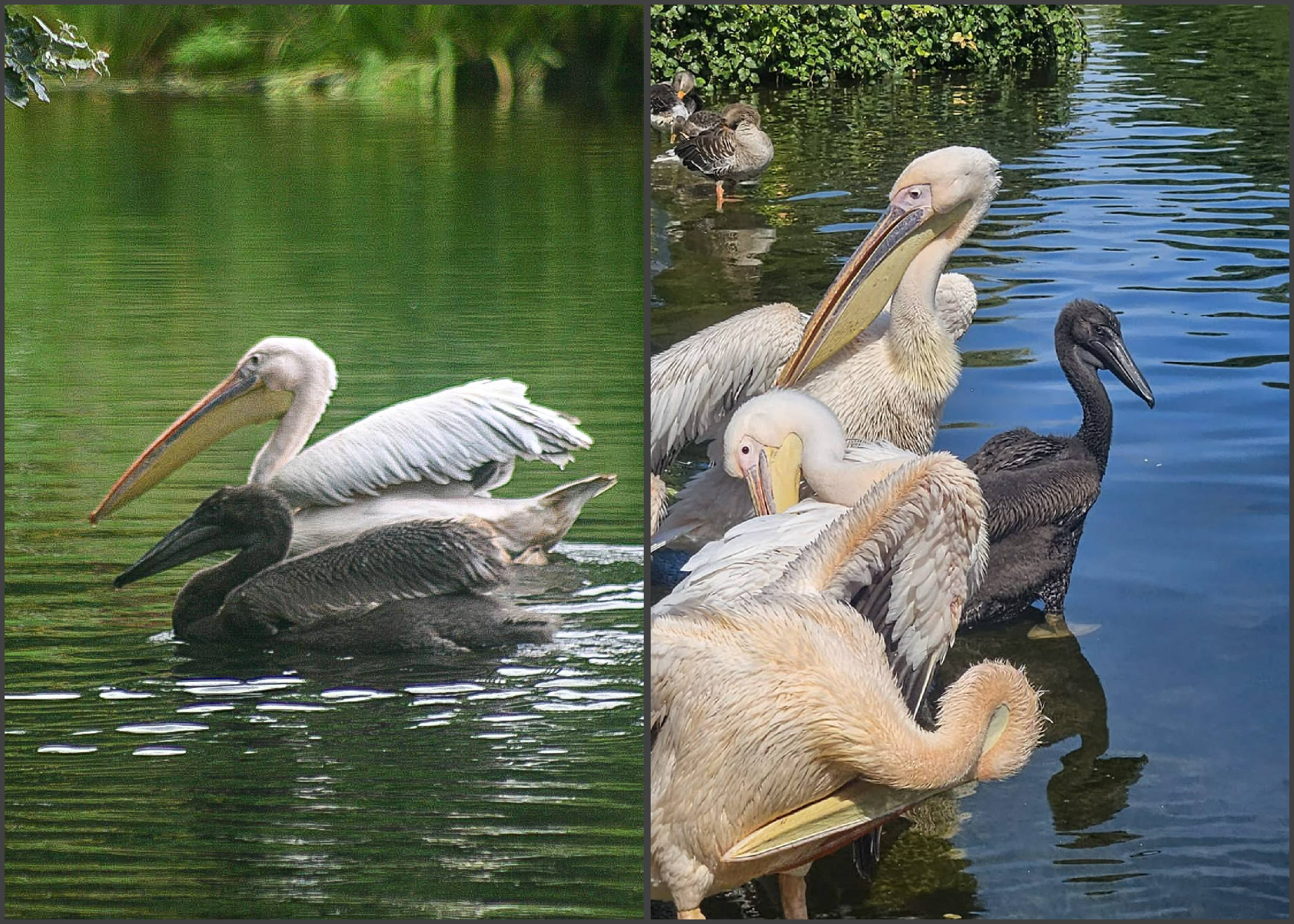 První dvě mláďata se již vydala s dospělými pelikány na vodu. Foto: St James’s Park and The Green Park