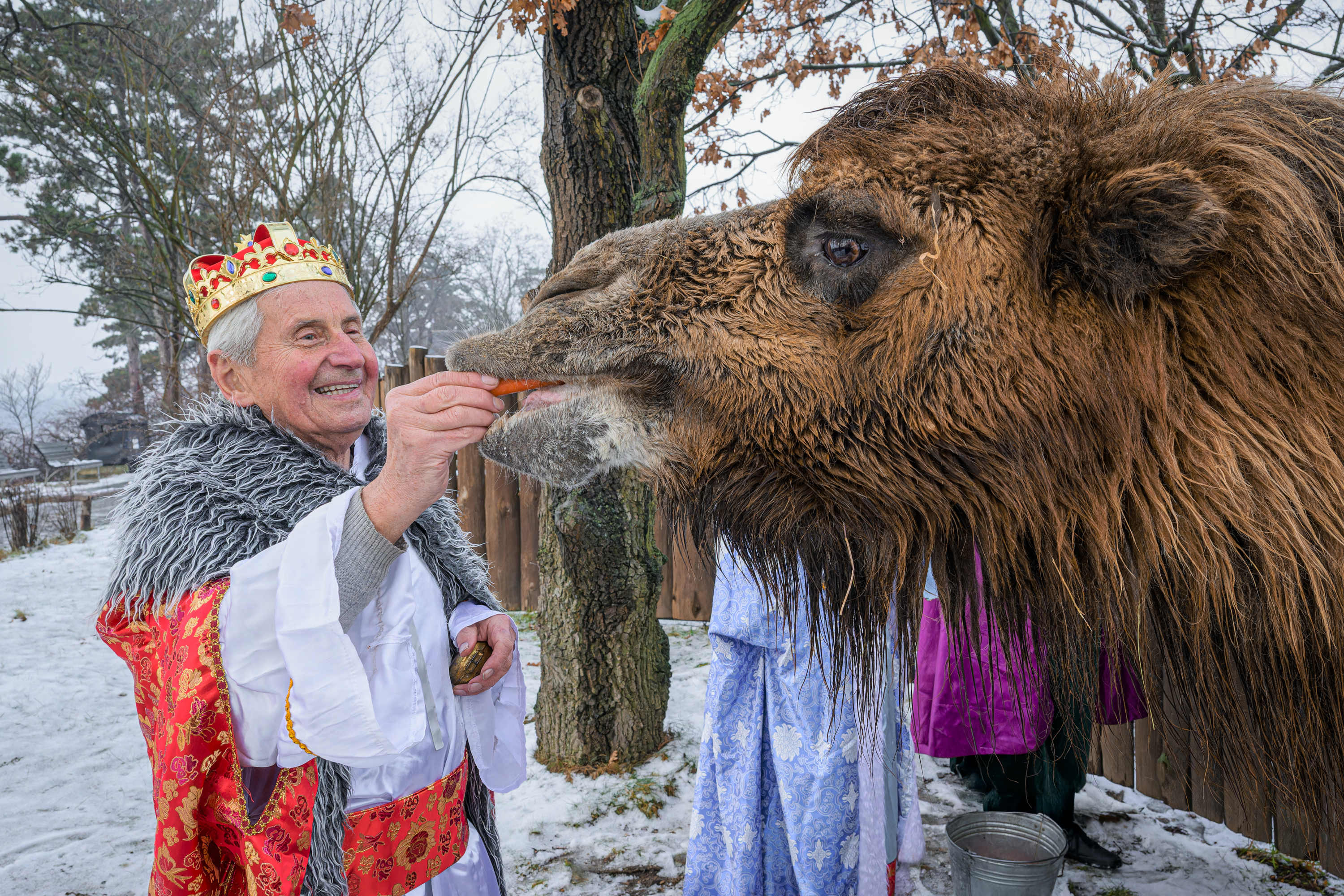 Krmení velbloudů. Foto: Petr Hamerník, Zoo Praha