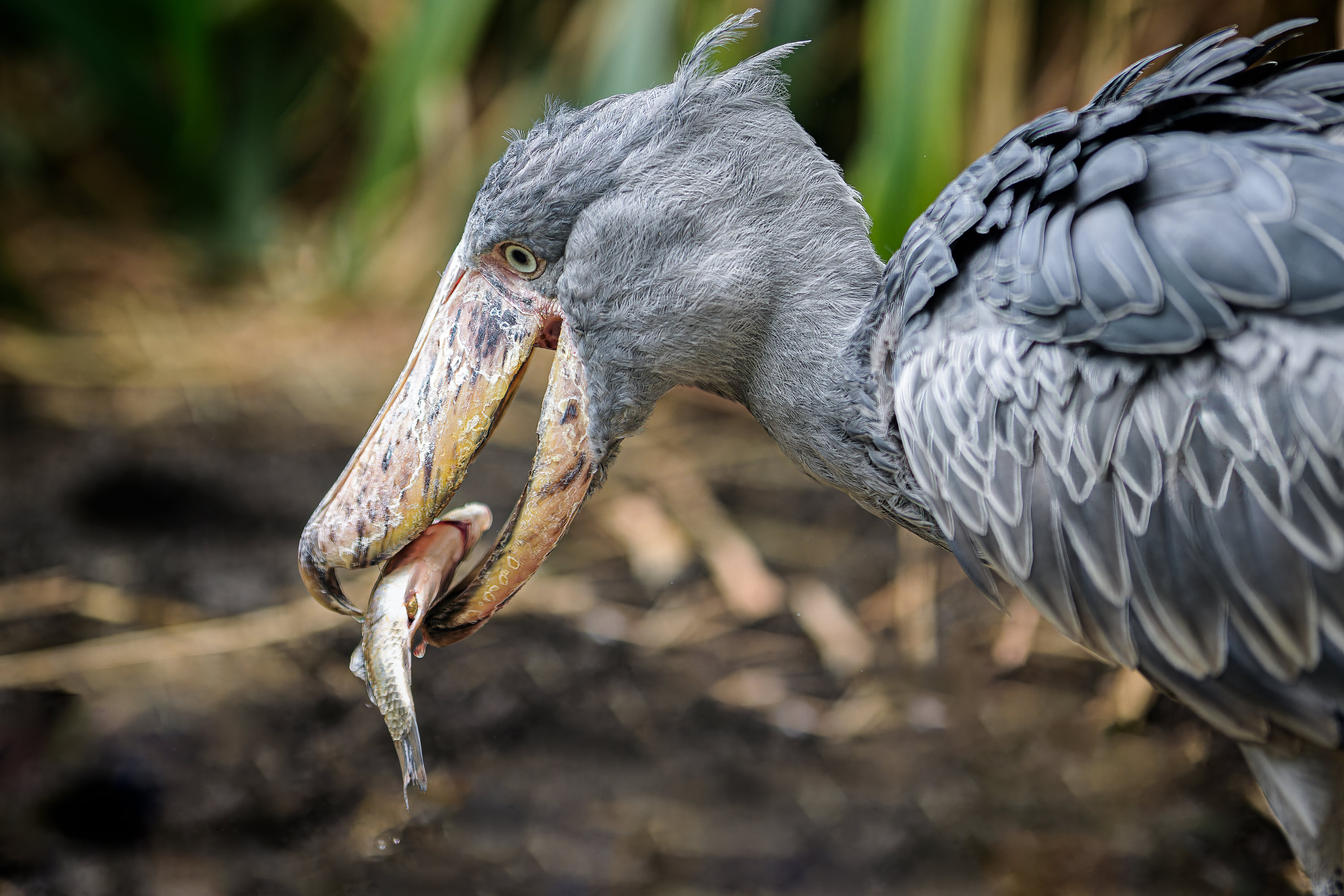 Člunozobec africký je vzácným ambasadorem obyvatel mokřadů. Foto: Petr Hamerník, Zoo Praha