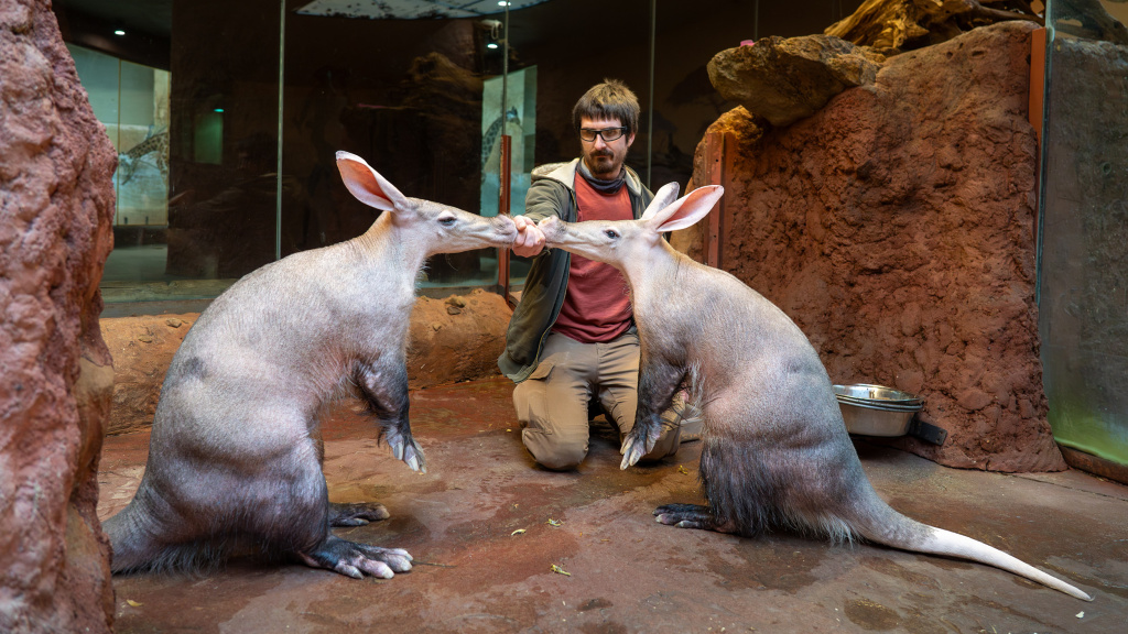 Chovatel Daniel Jančařík při krmení hrabáčů kapských. Foto: Oliver Le Que, Zoo Praha