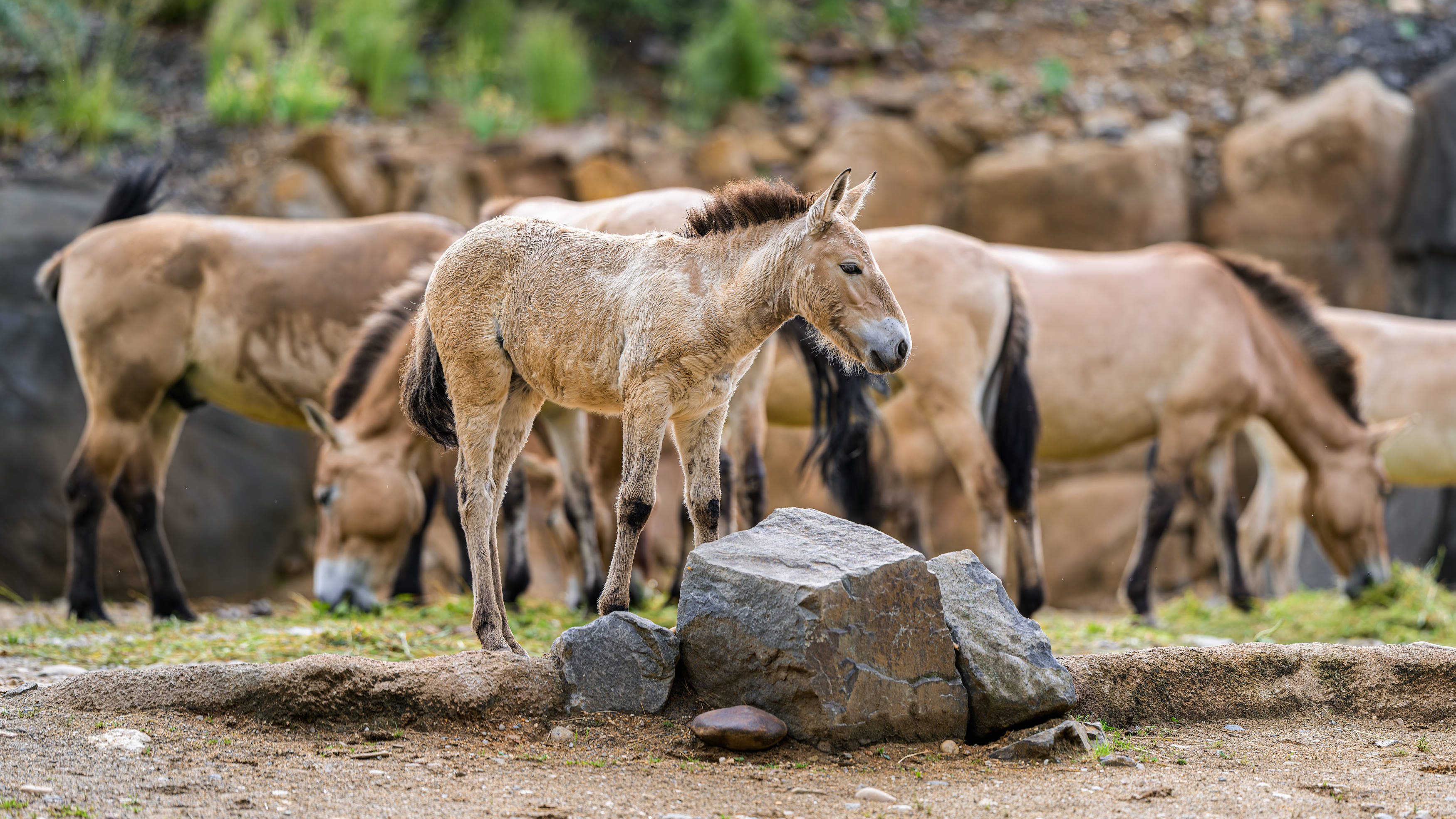 Jedním z nosných témat letošní slavnosti budou ikoničtí koně Převalského. Foto: Petr Hamerník, Zoo Praha