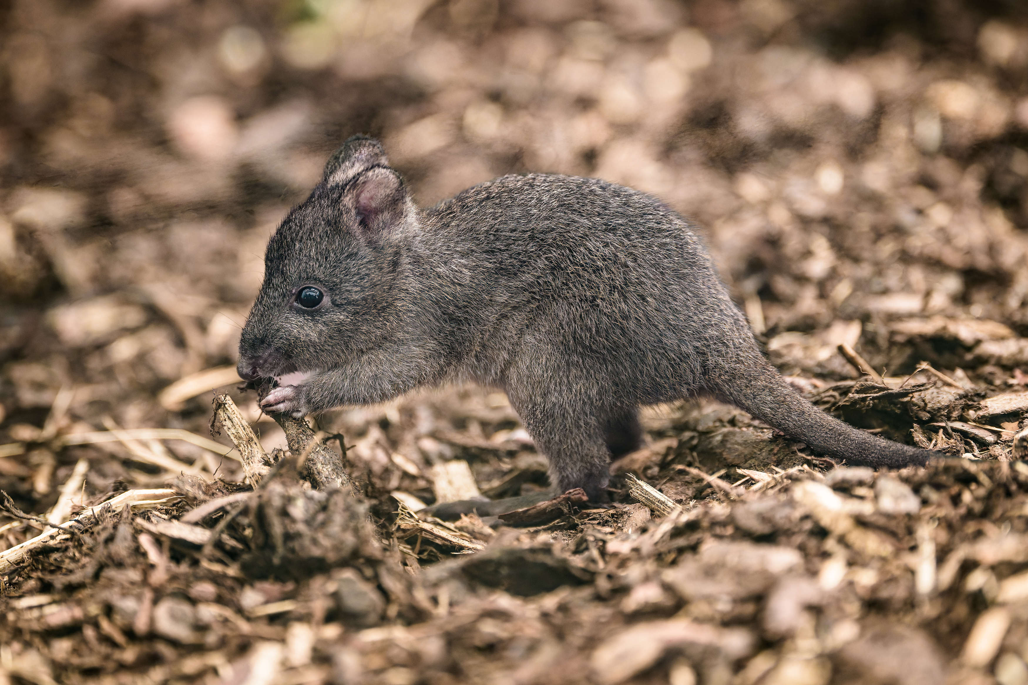 Druhé mládě klokánka krysího v historii Zoo Praha přišlo na svět letos na jaře. Foto: Petr Hamerník, Zoo Praha