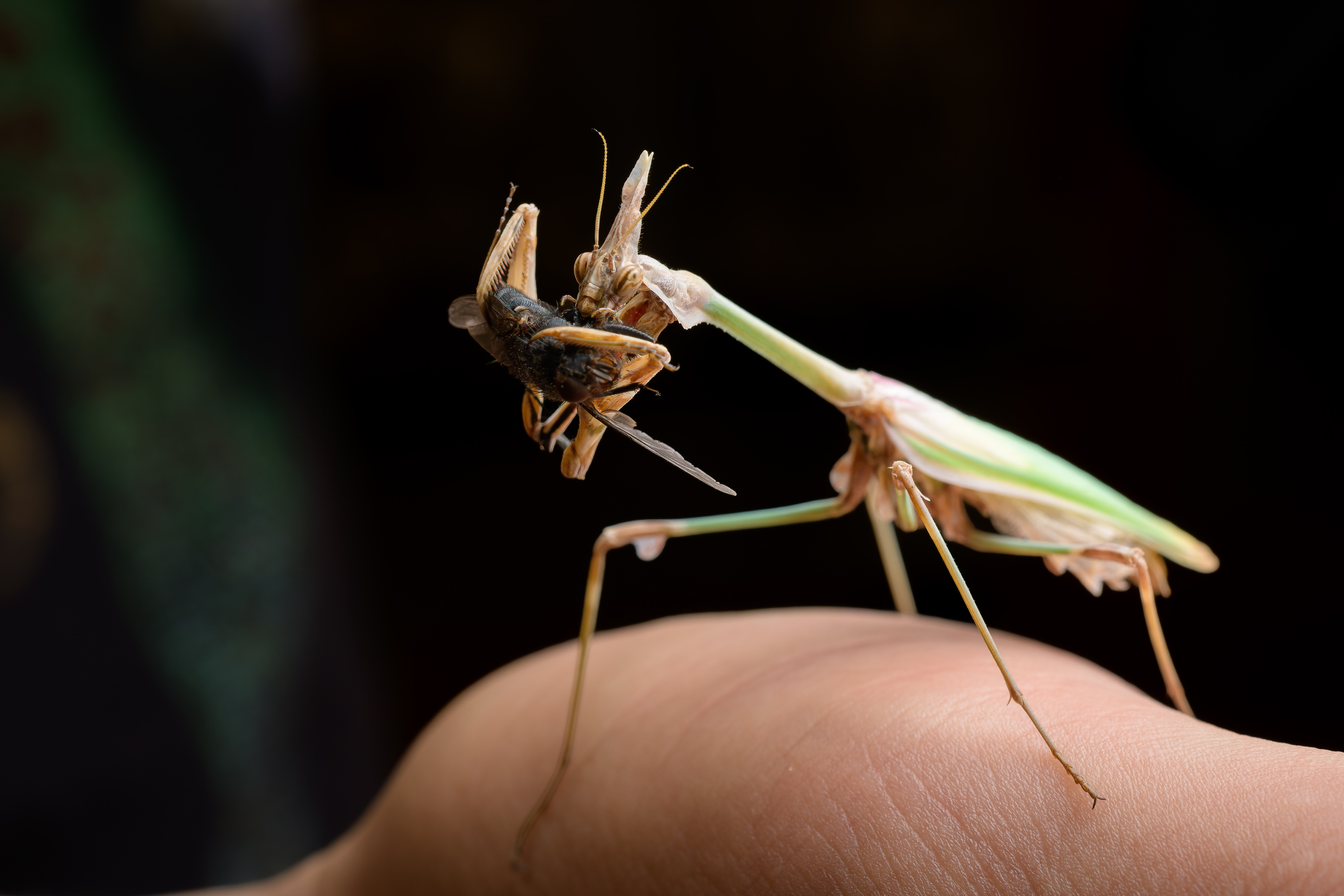 Kudlanka Empusa fasciata. Foto: Petr Hamerník, Zoo Praha