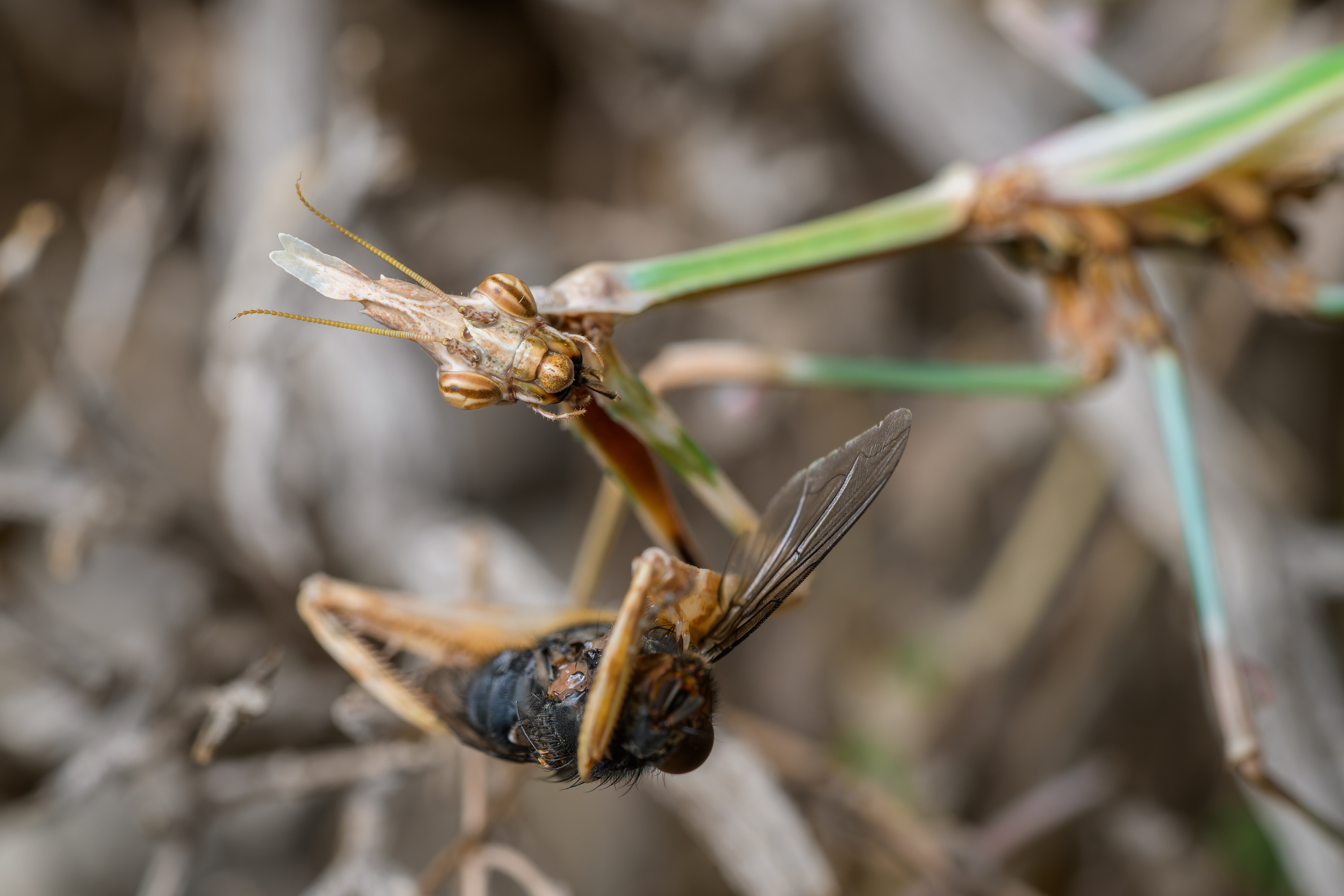 Kudlanka Empusa fasciata. Foto: Petr Hamerník, Zoo Praha