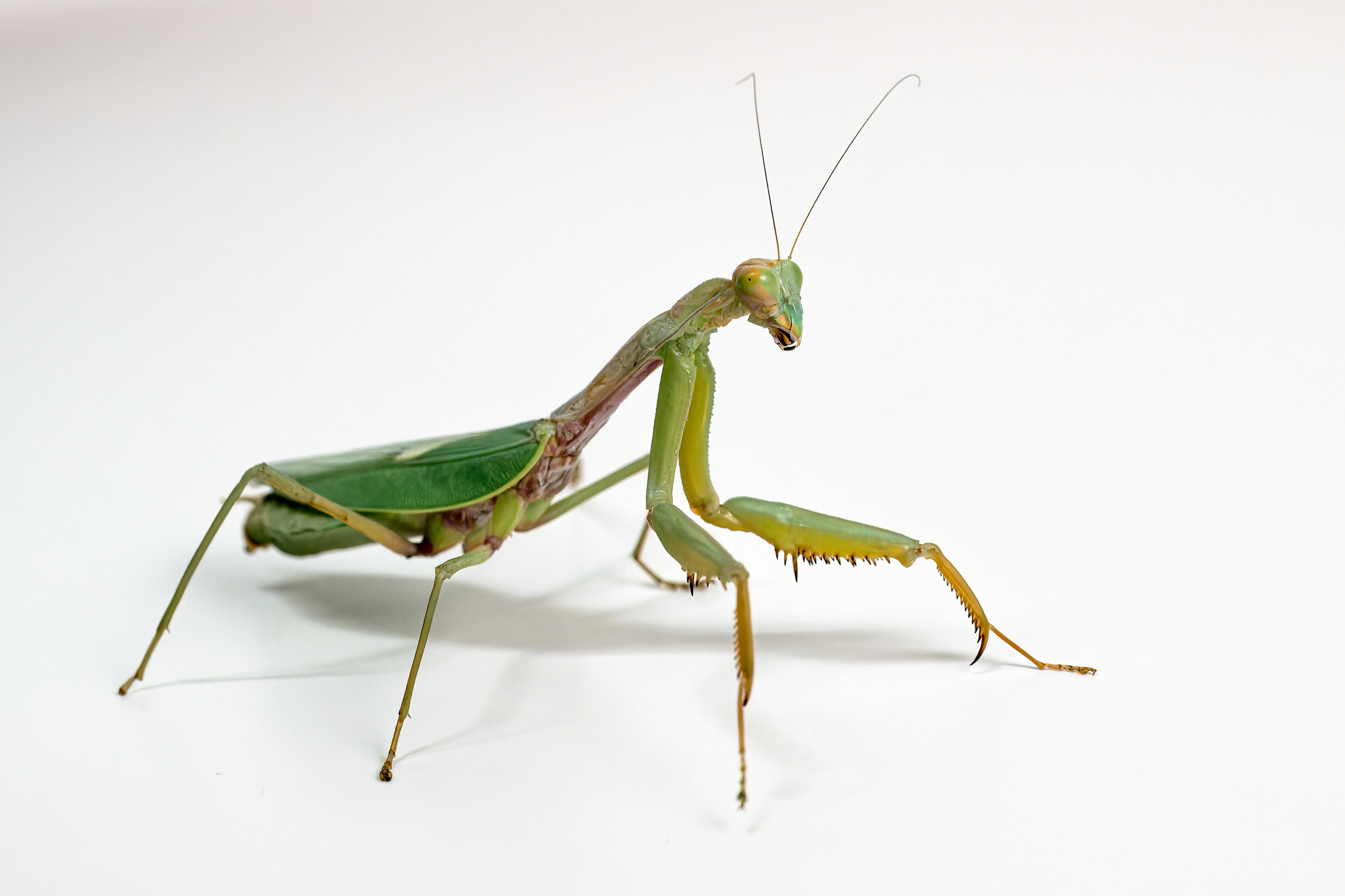 Kudlanka Tarachomantis rubiginosa. Foto: Petr Hamerník, Zoo Praha