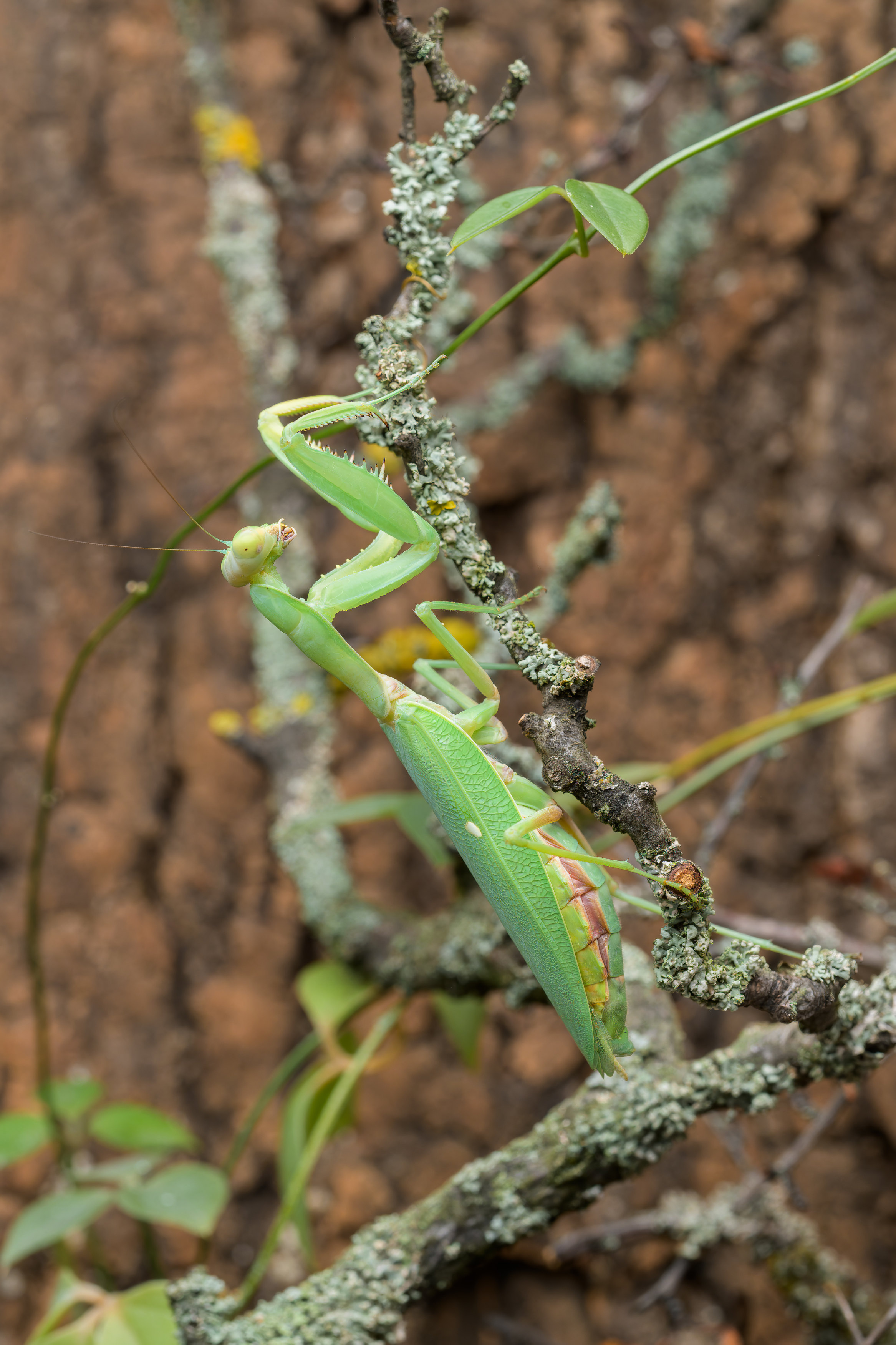 Kudlanka zakavkazská. Foto: Petr Hamerník, Zoo Praha