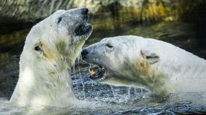 Lední medvědi Aleut a Gregor. Foto: Petr Hamerník, Zoo Praha