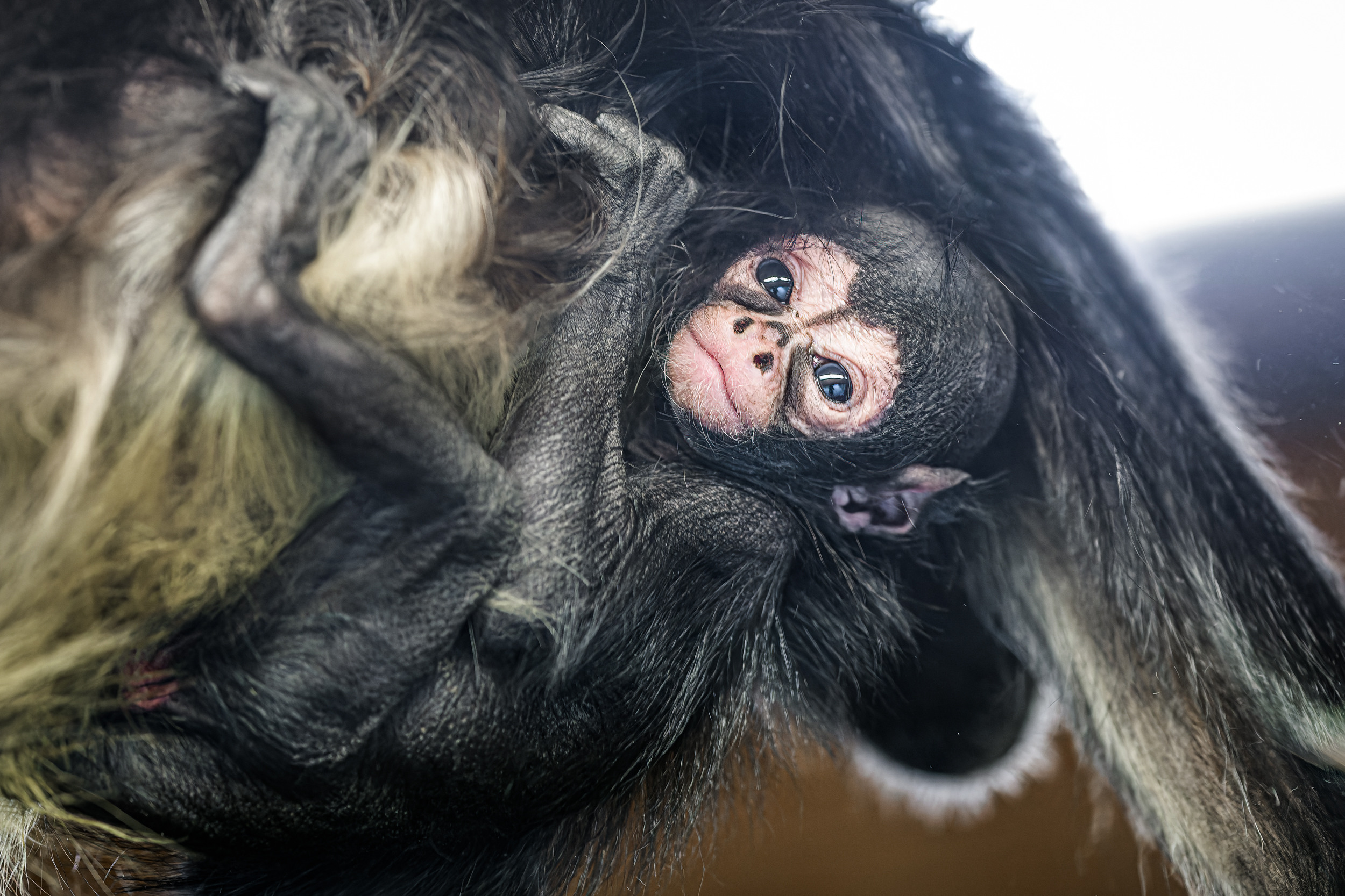 The young spider monkey was born at Prague Zoo on Monday, 13 April. The photo shows the baby at exactly one week old. Photo by Petr Hamerník, Prague Zoo.