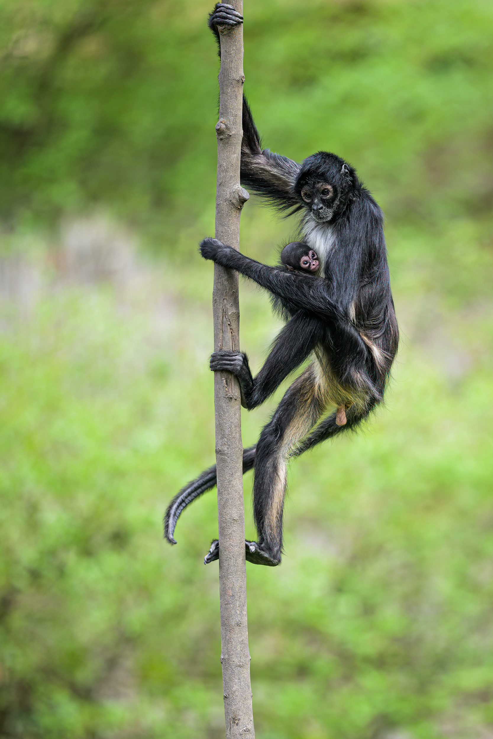 Many visitors gasp as the female, with the baby on her belly, deftly climbs high in the trees or jumps among the branches. However, the baby’s grasp reflex appears to be fine, so it is not in danger. Photo by Petr Hamerník, Prague Zoo.