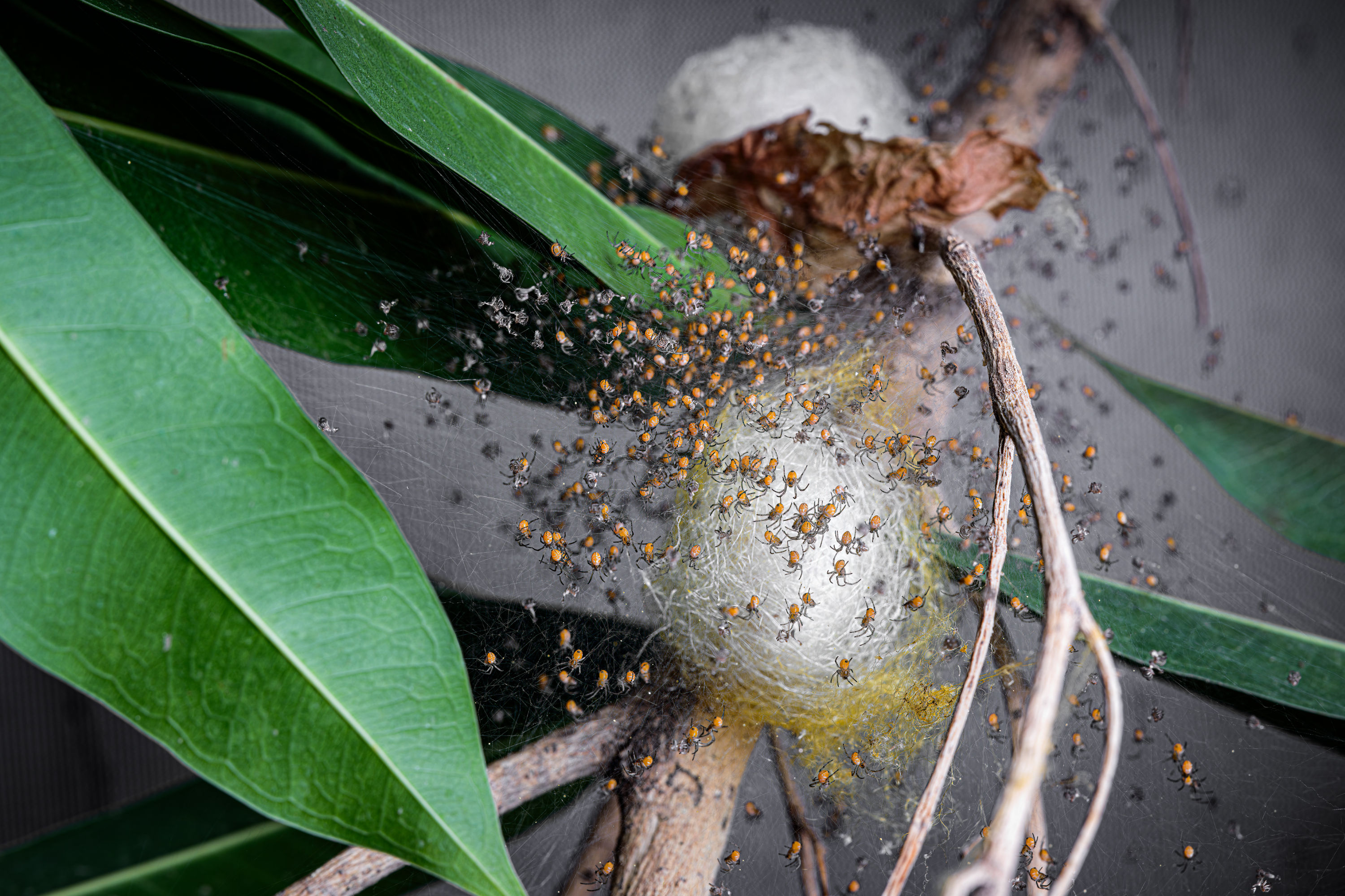Kokon s vajíčky uvnitř a s vylíhnutými nymfami v jeho okolí v chovatelském zázemí. Foto: Petr Hamerník, Zoo Praha