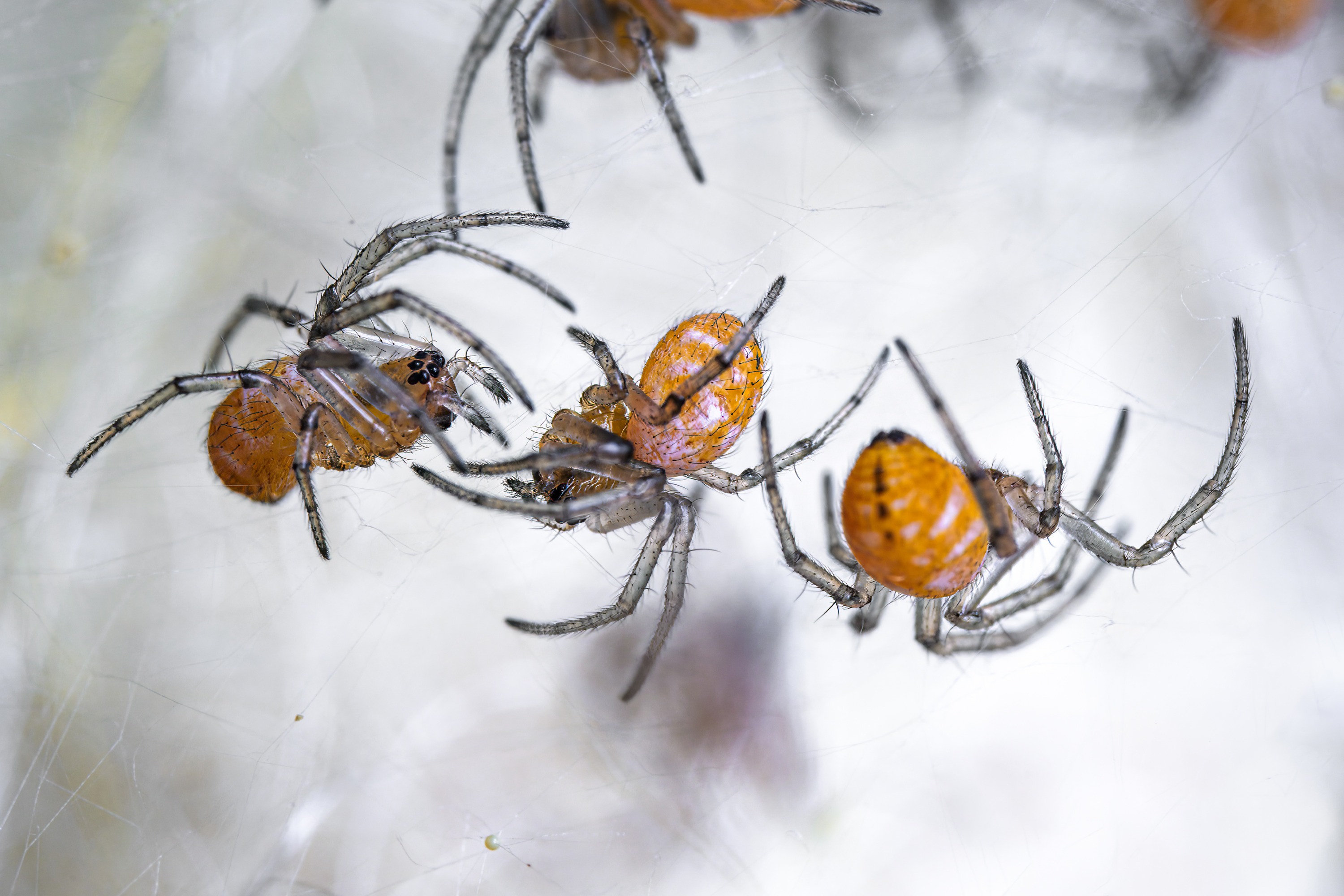 Mláďata nefily senegalské po svém prvním svleku. Foto: Petr Hamerník, Zoo Praha