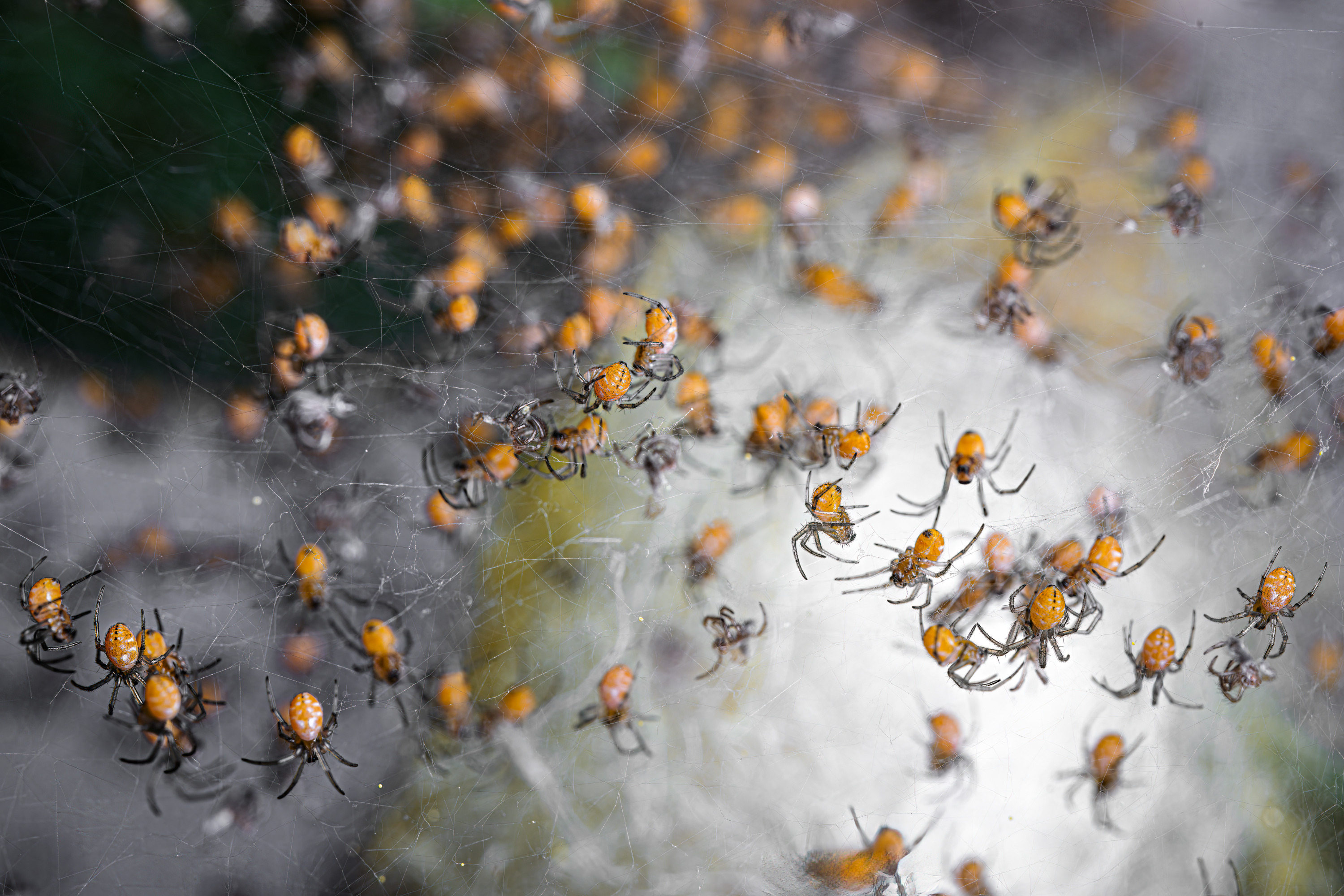 Mláďata nefil opouštějí kokon fázově, vždy po skupinách s rozestupy až několika týdnů. Foto: Petr Hamerník, Zoo Praha