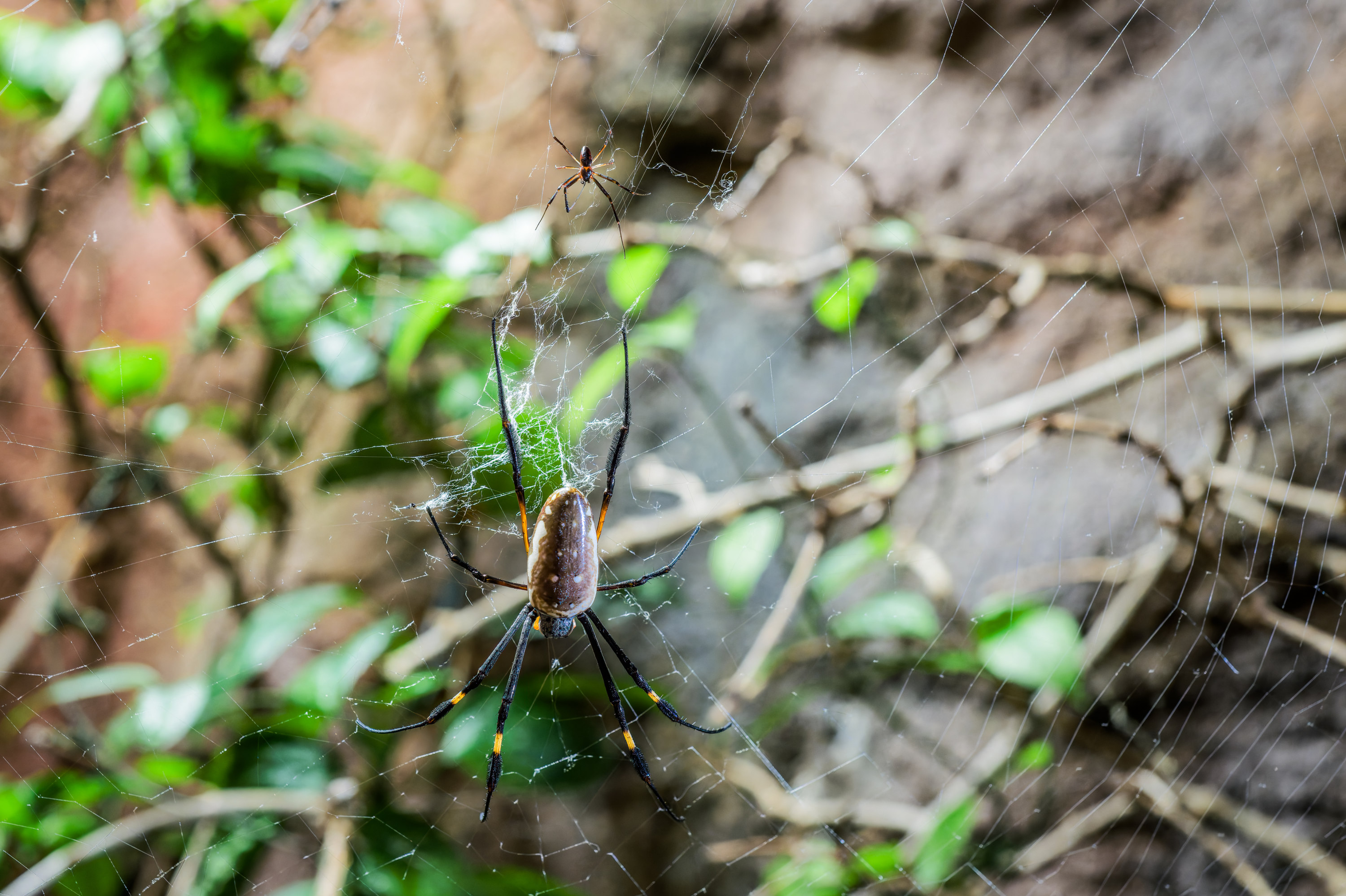 Pár nefil senegalských, drobný samec se nachází nad zadním párem nohou mohutné výrazně zbarevné samice. Foto: Petr Hamerník, Zoo Praha