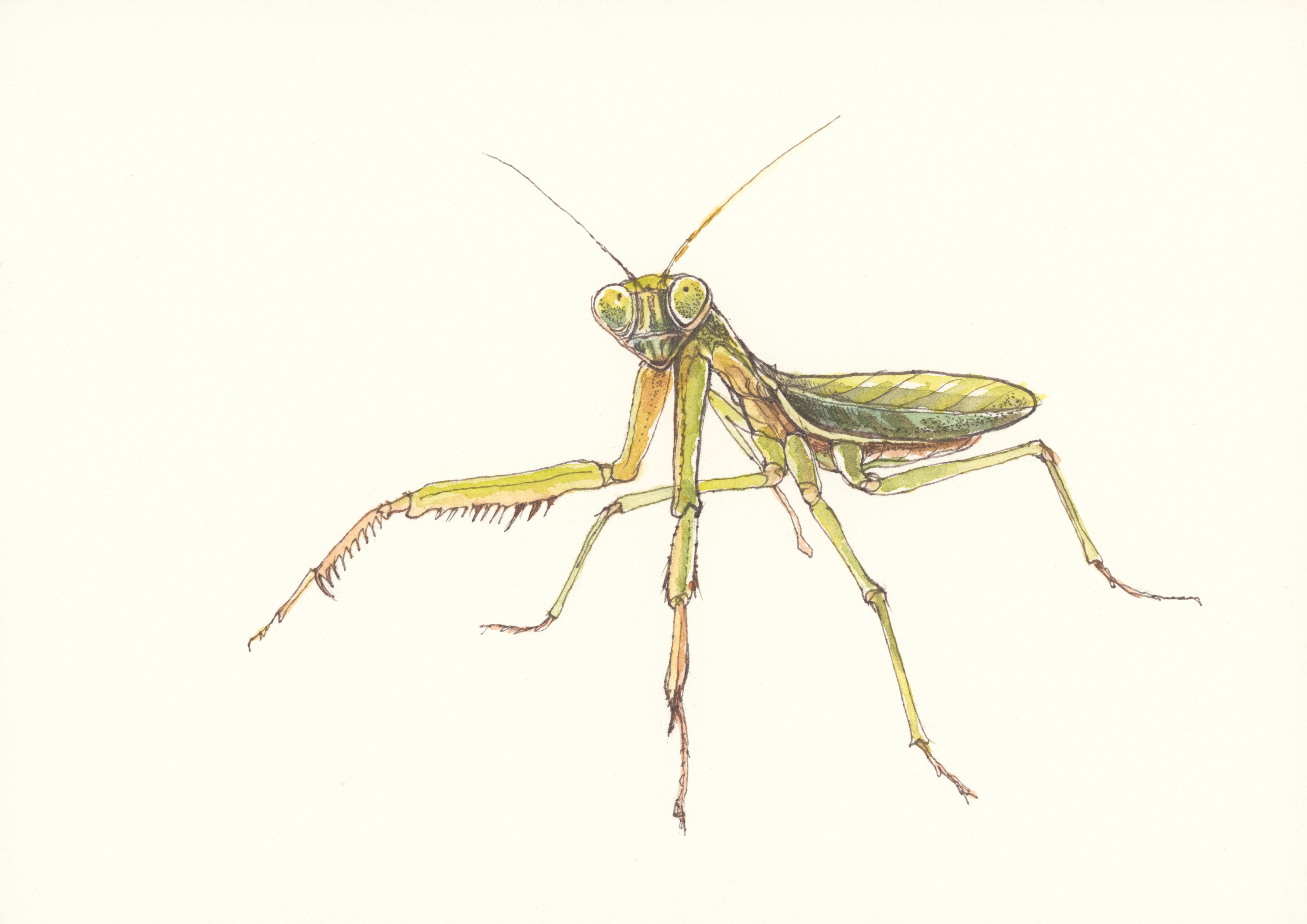 Dospělá kudlanka. Ilustrace: Eva Göndorová