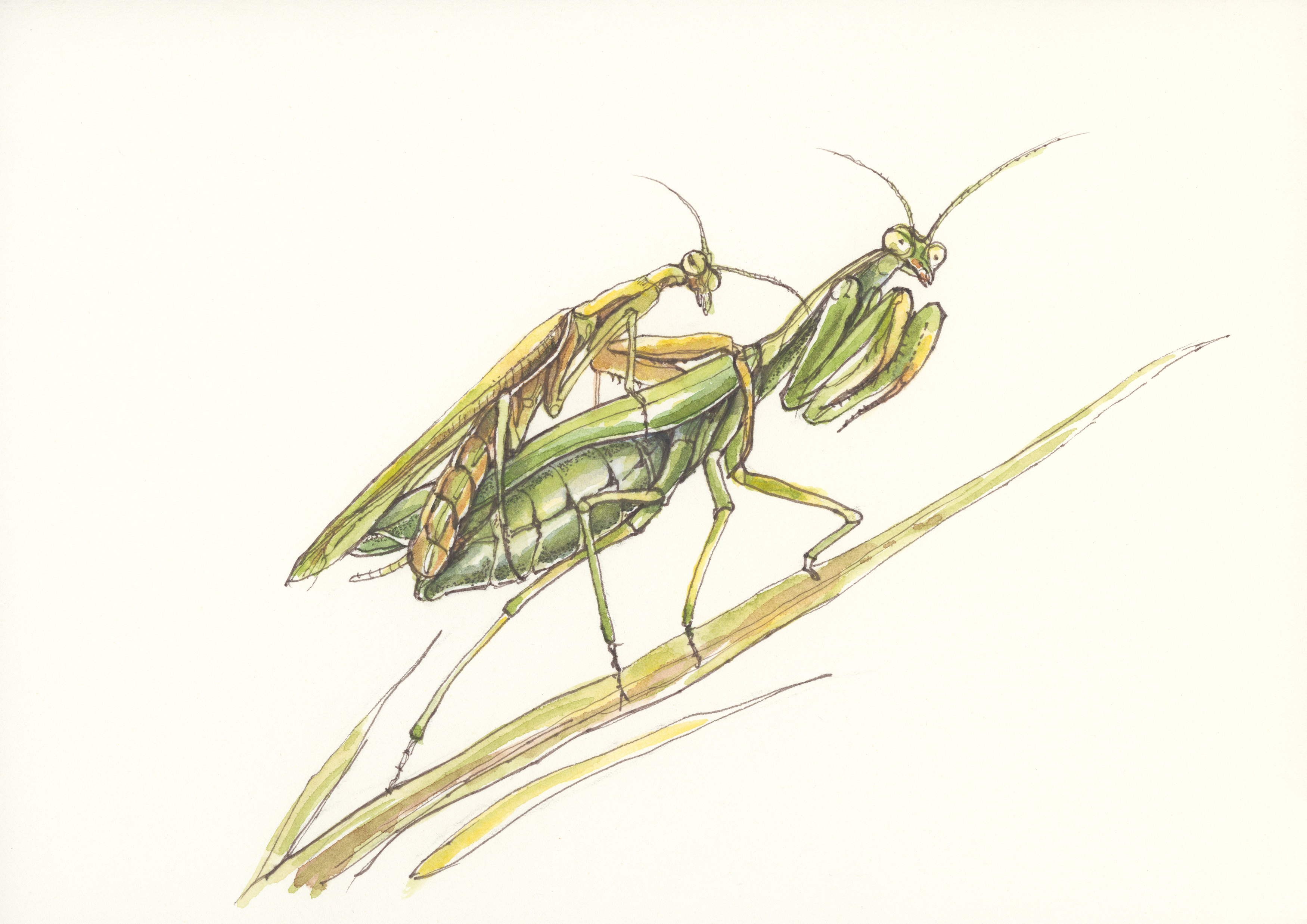 Páření. Ilustrace: Eva Göndorová